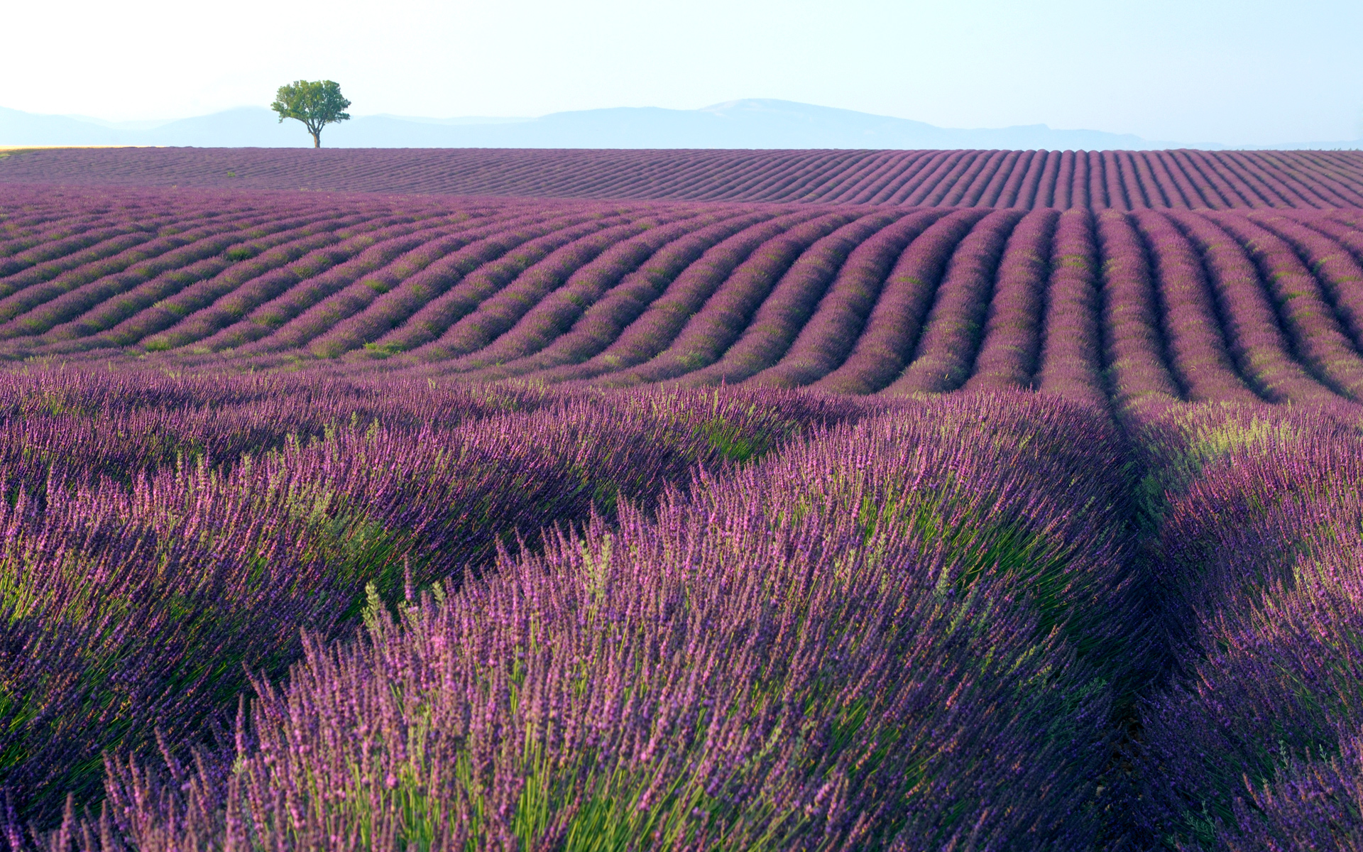 purple, lavender, earth, field, tree, flowers download HD wallpaper