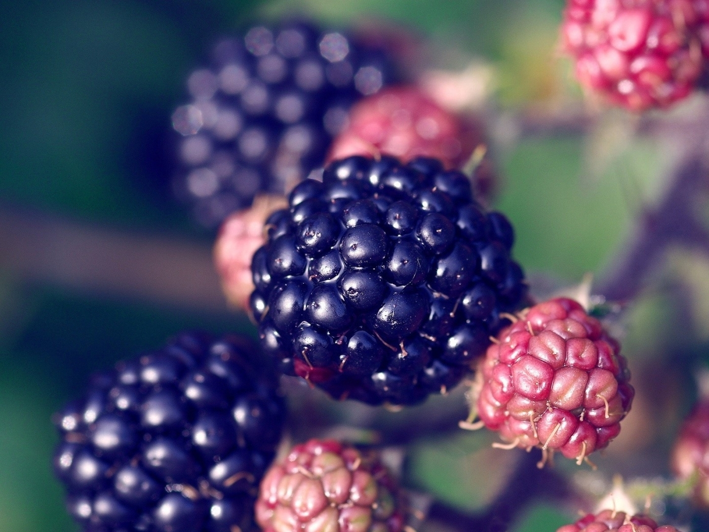 24055 Hintergrundbild herunterladen obst, lebensmittel, berries, blackberry, blau - Bildschirmschoner und Bilder kostenlos