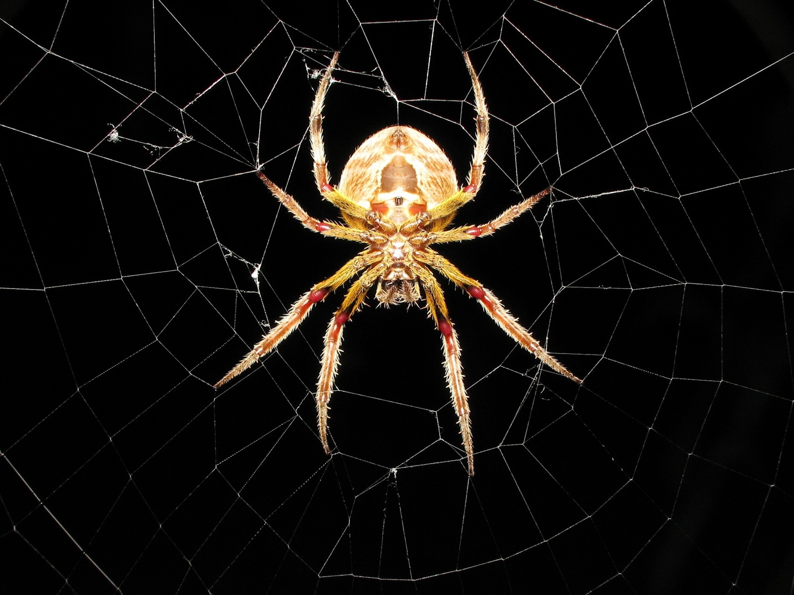 1317 Hintergrundbild herunterladen insekten, web, spiders, schwarz - Bildschirmschoner und Bilder kostenlos