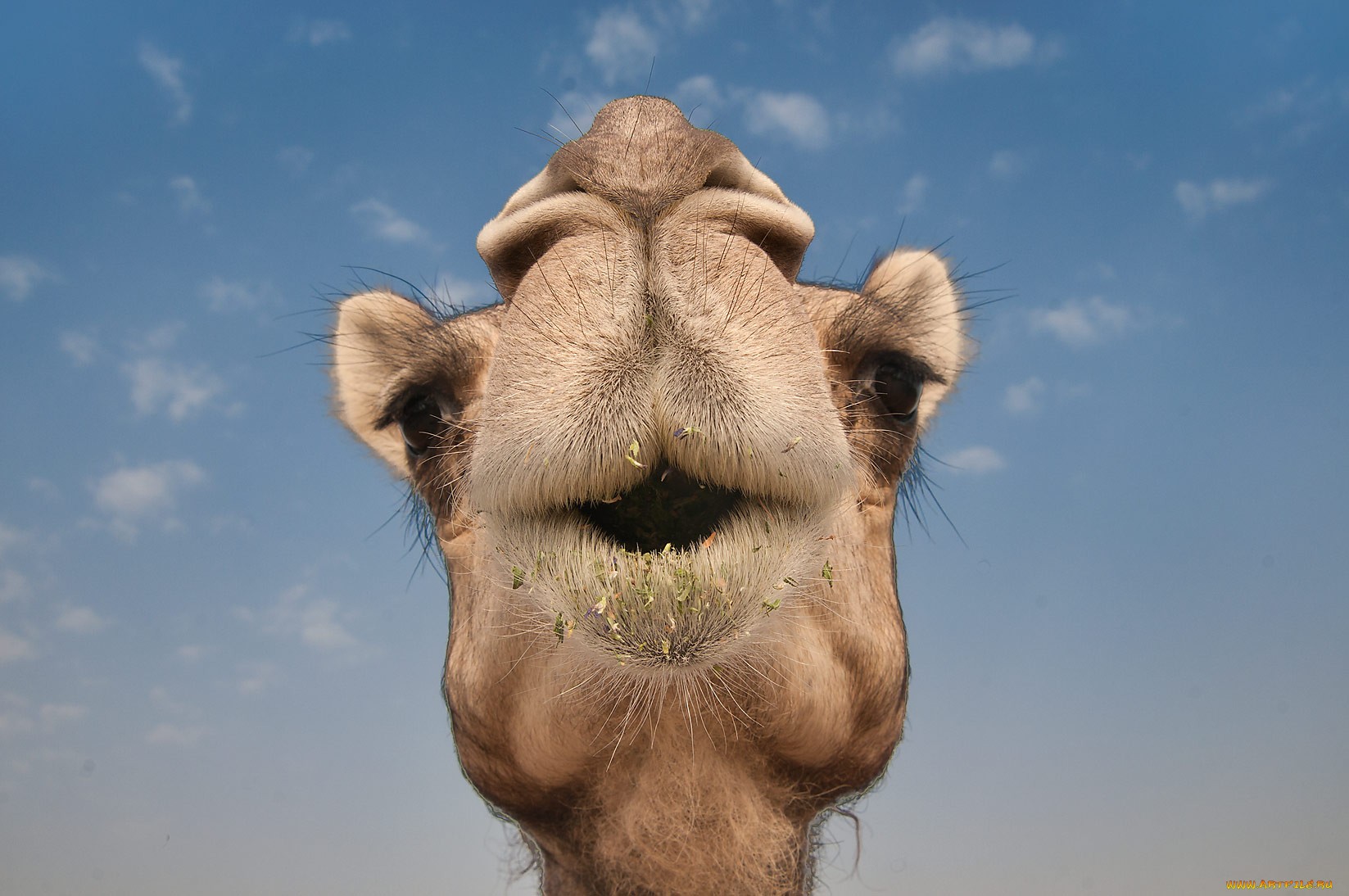 Зубы у верблюда строение фото