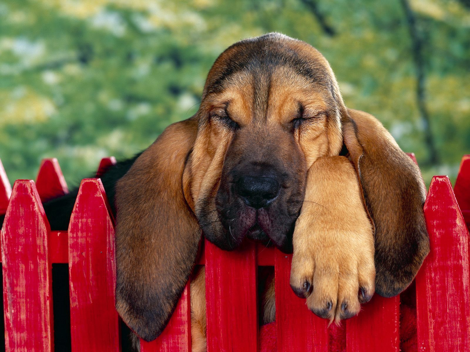 brown, animals, sleep, dog Fence HD Android Wallpapers