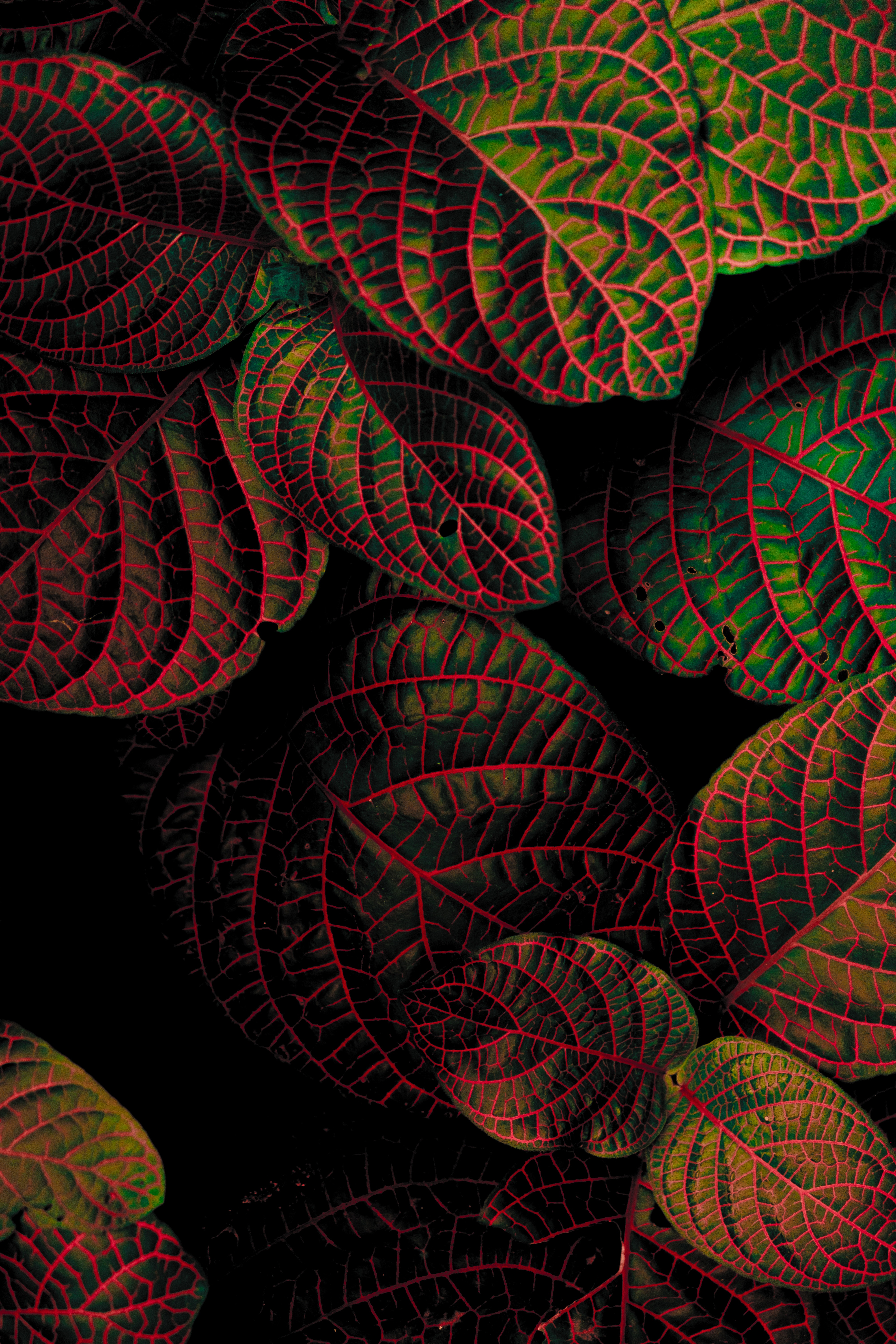 Mobile Wallpaper Contrast leaves, carved, macro, plant