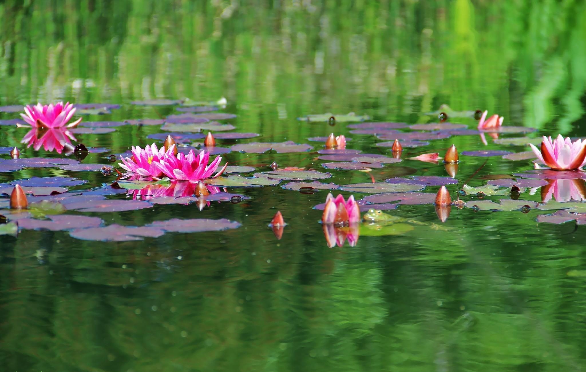 pond, flowers, water, leaves, water lilies, smooth, surface, greens Smartphone Background