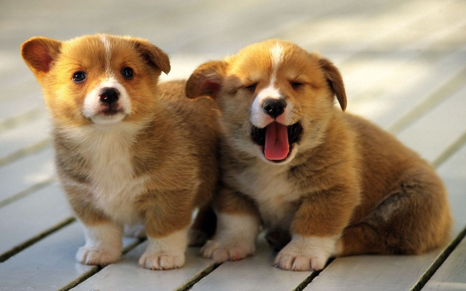 93969 Screensavers and Wallpapers Puppies for phone. Download animals, sit, couple, pair, muzzle, to yawn, yawn, puppies pictures for free