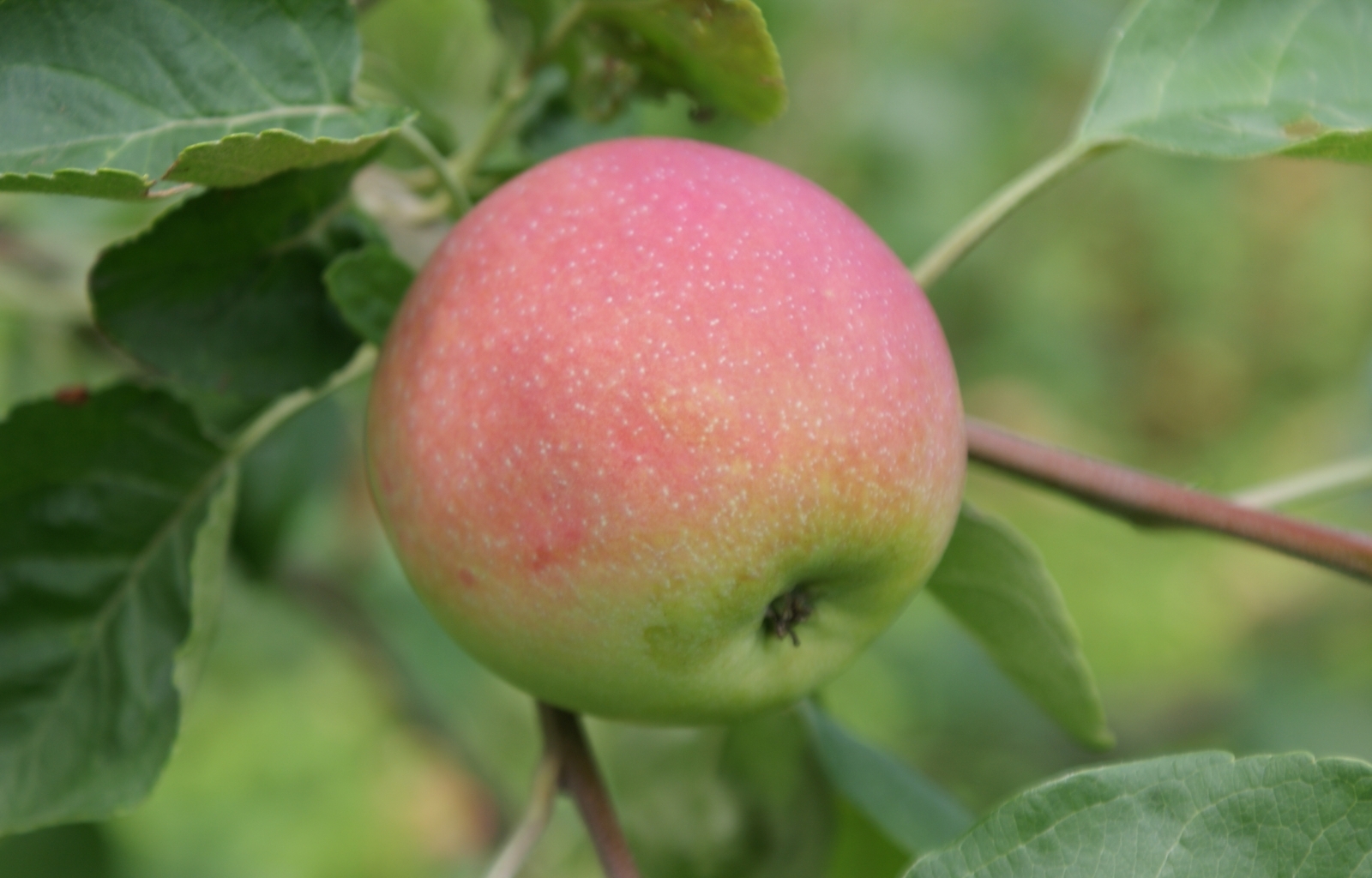 Mobile Wallpaper Apples plants, fruits