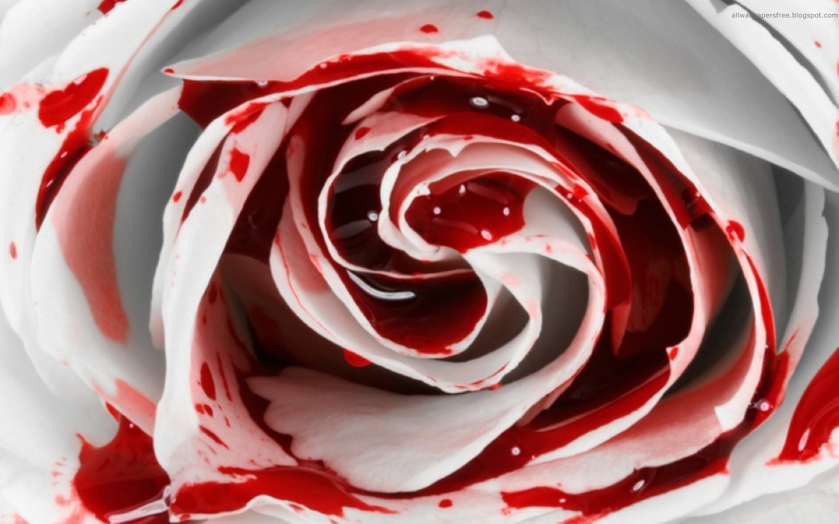 24006 Заставки і шпалери Кров на телефон. Завантажити рози, рослини, червоний, квіти картинки безкоштовно