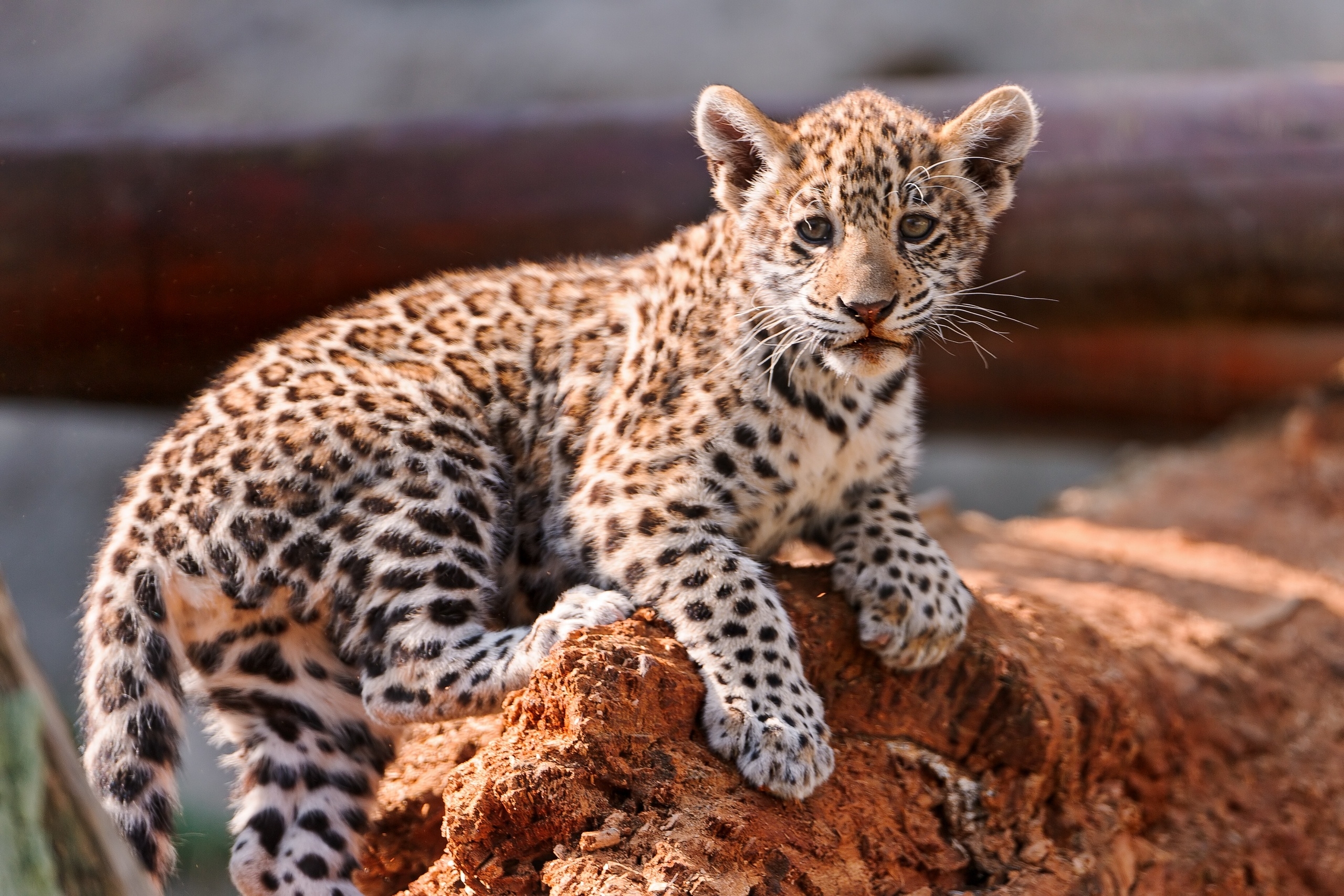 126336 Bild herunterladen tiere, junge, kalb, kätzchen, leopard, raubtier, predator - Hintergrundbilder und Bildschirmschoner kostenlos