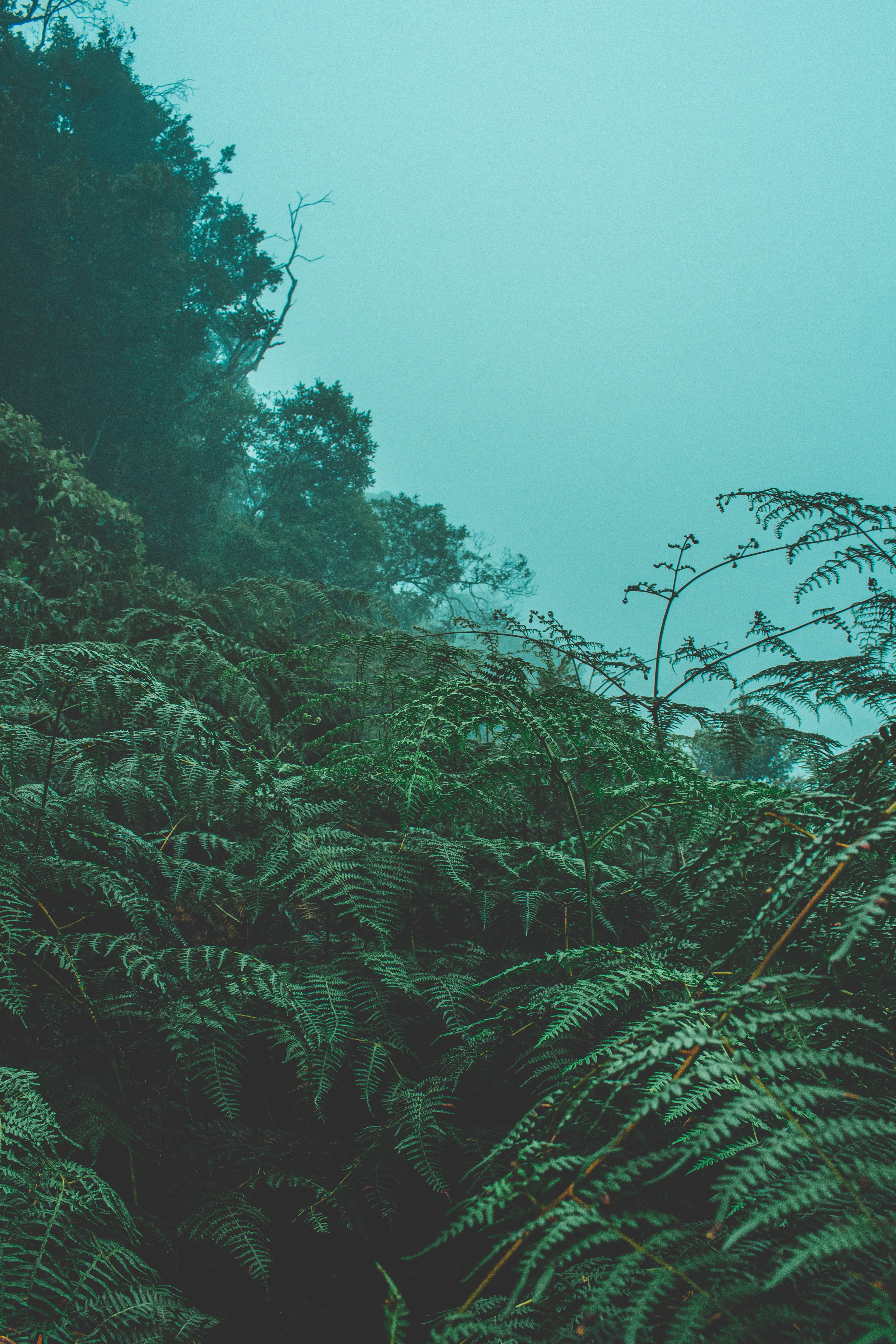 fern, plants, nature, leaves, green, fog 8K