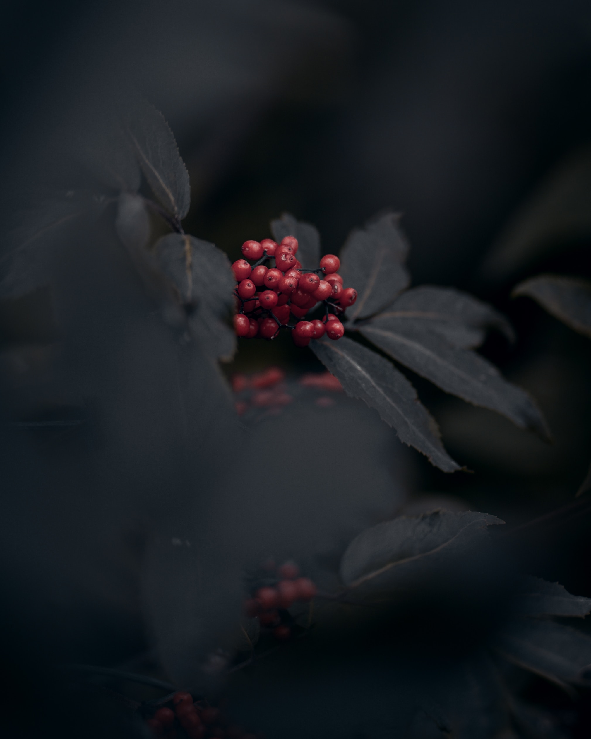 Berries iPhone Background