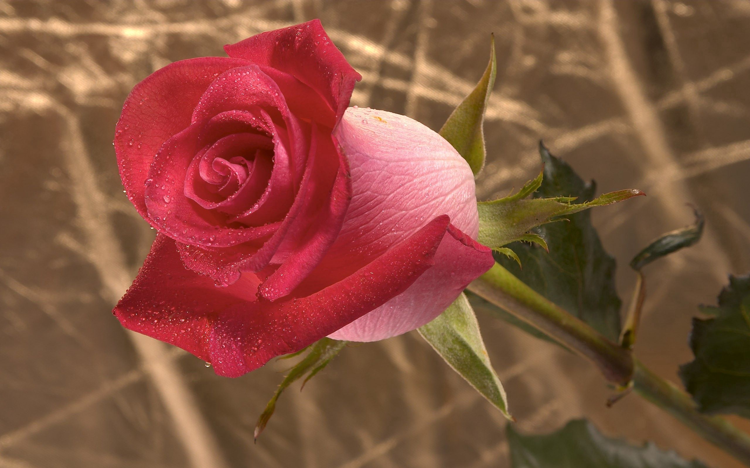 HD desktop wallpaper: Macro, Rose, Bud, Stem, Stalk, Flower, Branch, Rose  Flower download free picture #134581