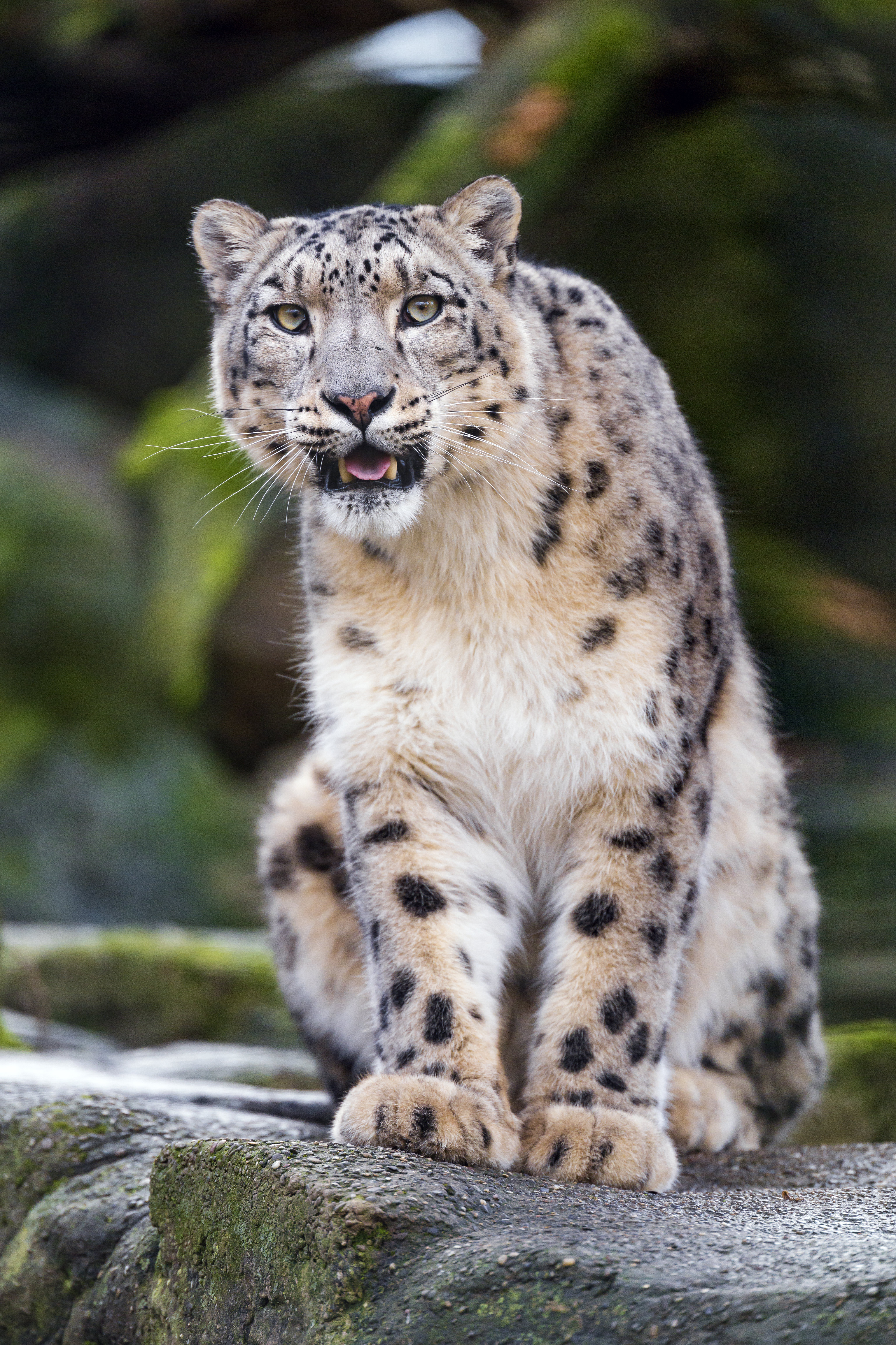 144222 download wallpaper snow leopard, animals, rock, predator, big cat, stone, fangs screensavers and pictures for free