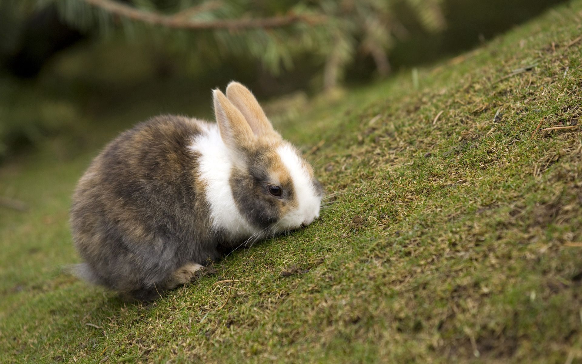 Handy-Wallpaper Kaninchen, Tiere, Grass, Tier, Ohren, Essen kostenlos herunterladen.
