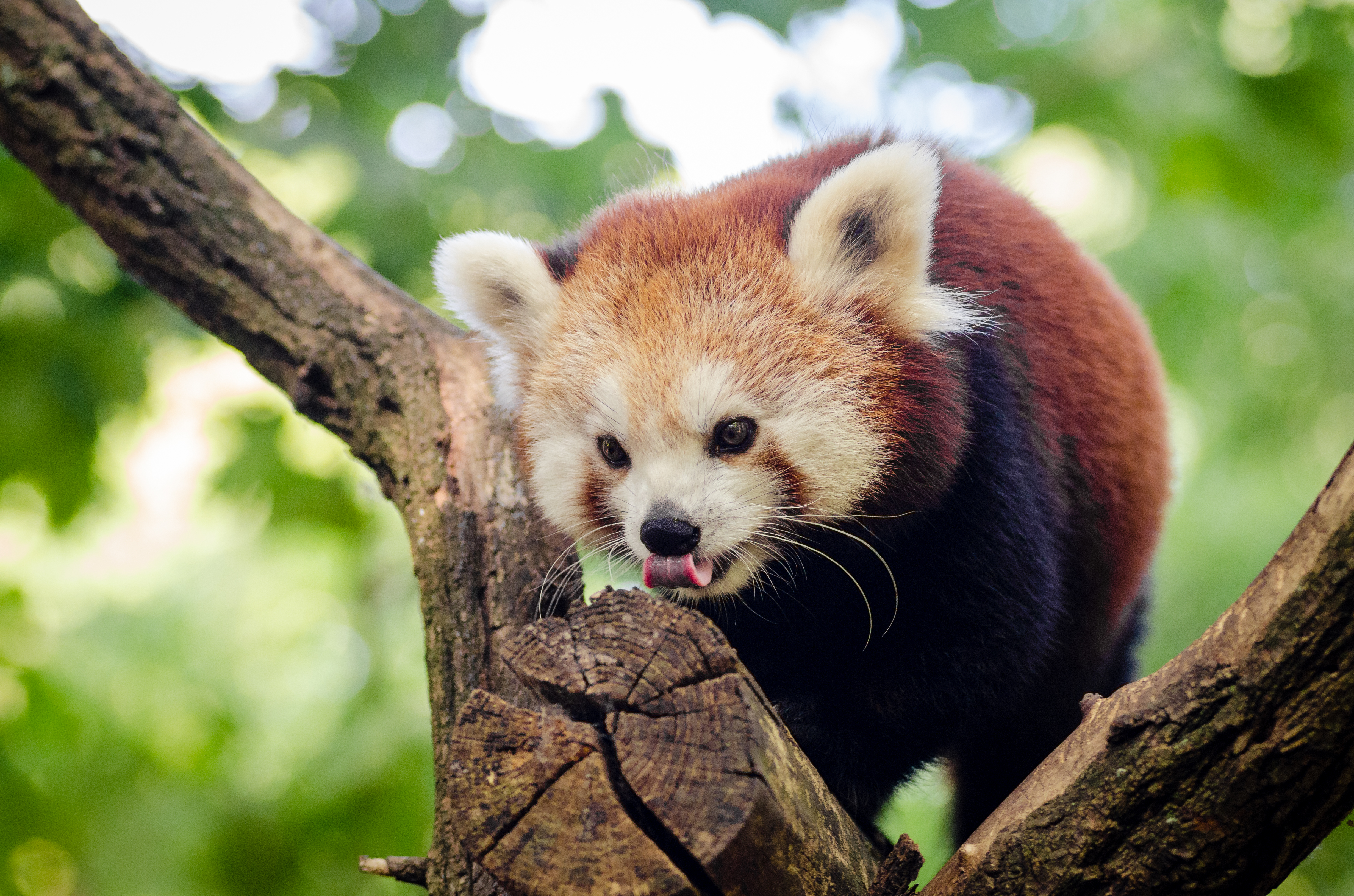 98818 Bildschirmschoner und Hintergrundbilder Kleiner Panda auf Ihrem Telefon. Laden Sie baum, roter panda, klettern, tiere Bilder kostenlos herunter