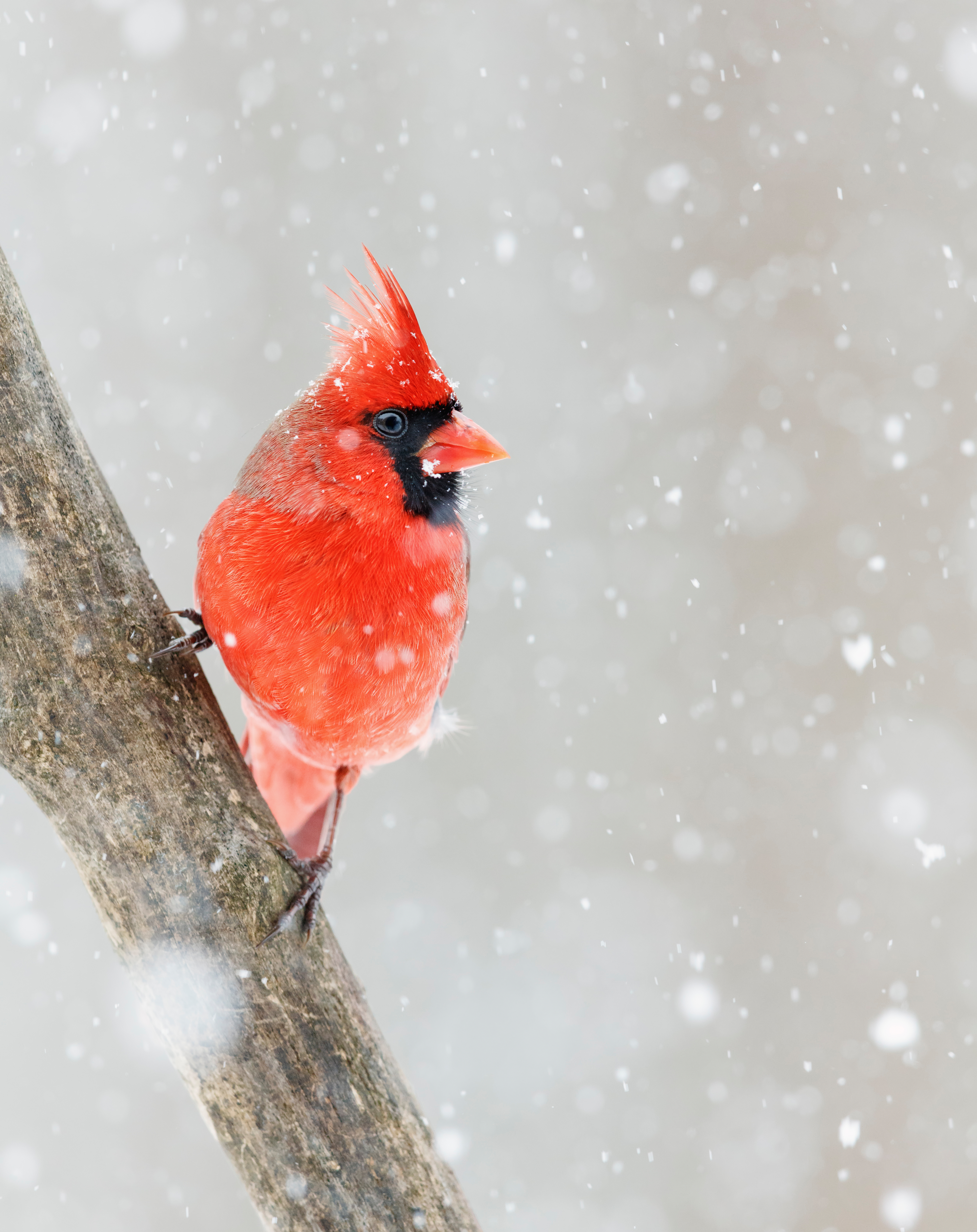 4K, FHD, UHD red cardinal, snow, animals, red
