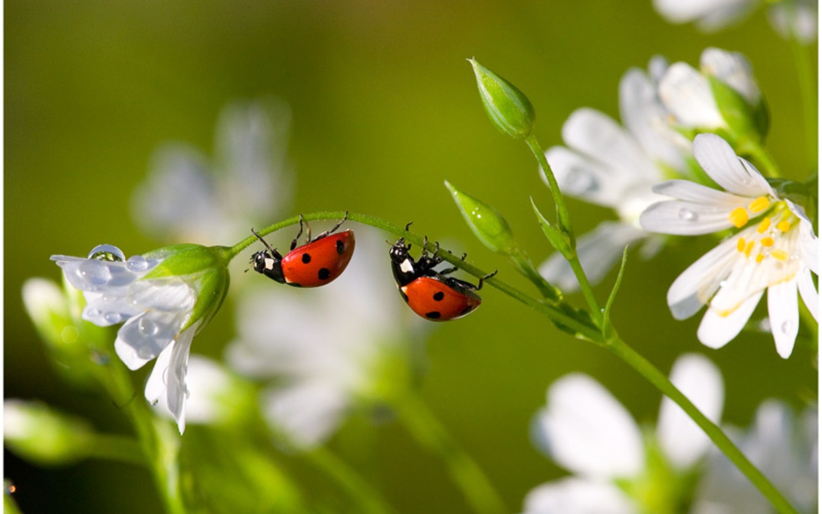 32k Wallpaper Insects green, ladybugs
