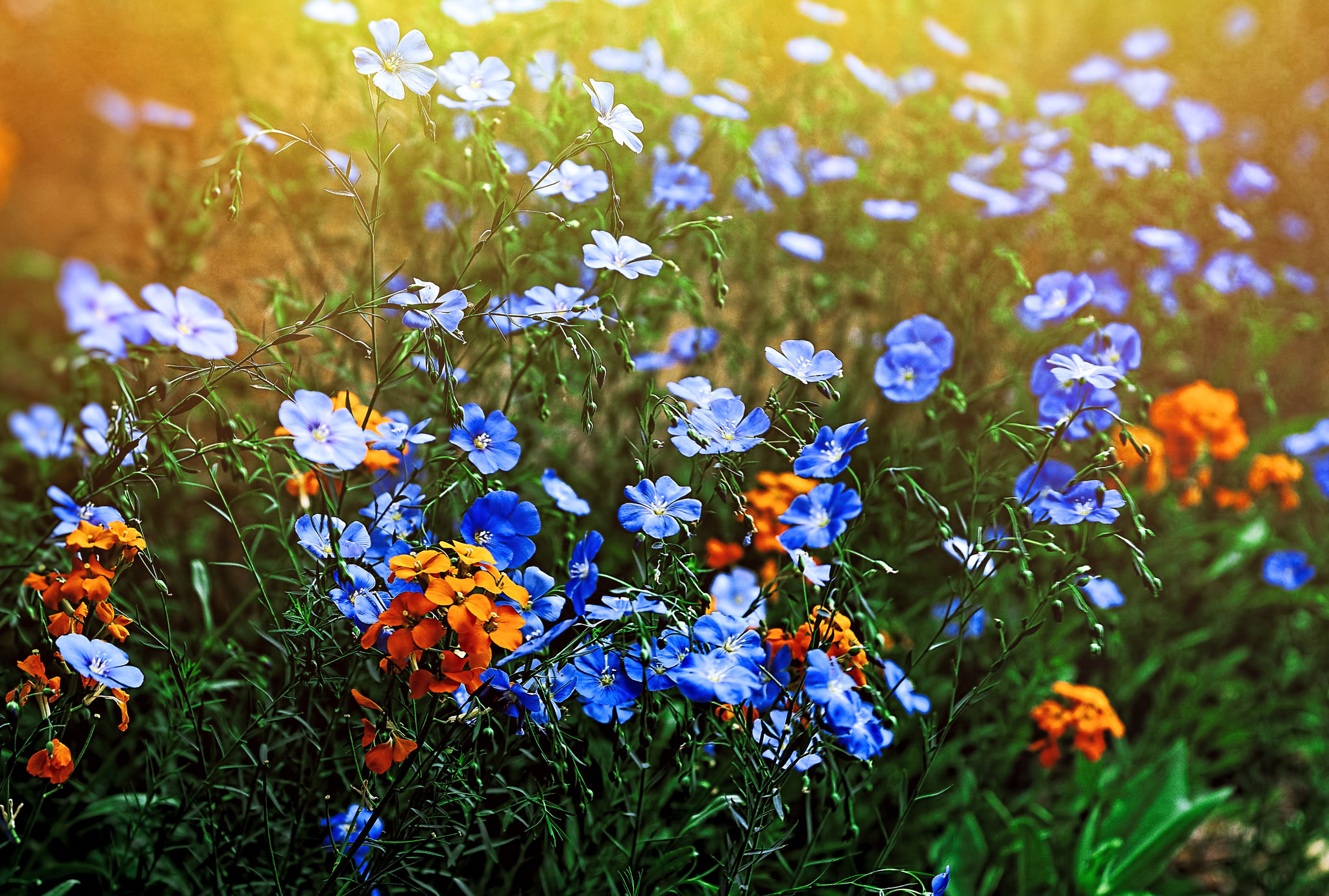 Красивые фотографии полевых цветов высокого качества