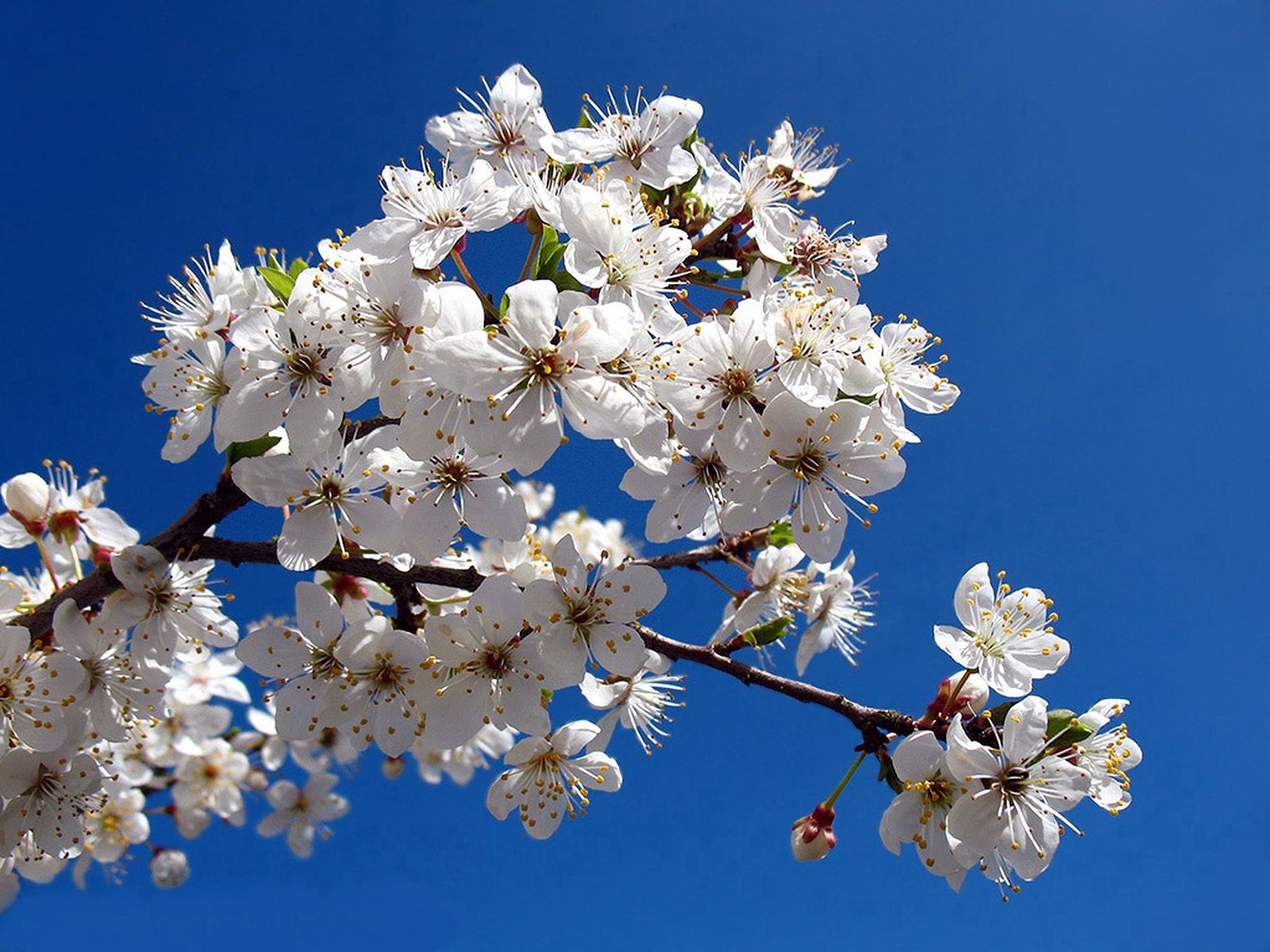 114251 télécharger le fond d'écran printemps, fleurs, sky, floraison, branche, source, dégager, clair - économiseurs d'écran et images gratuitement
