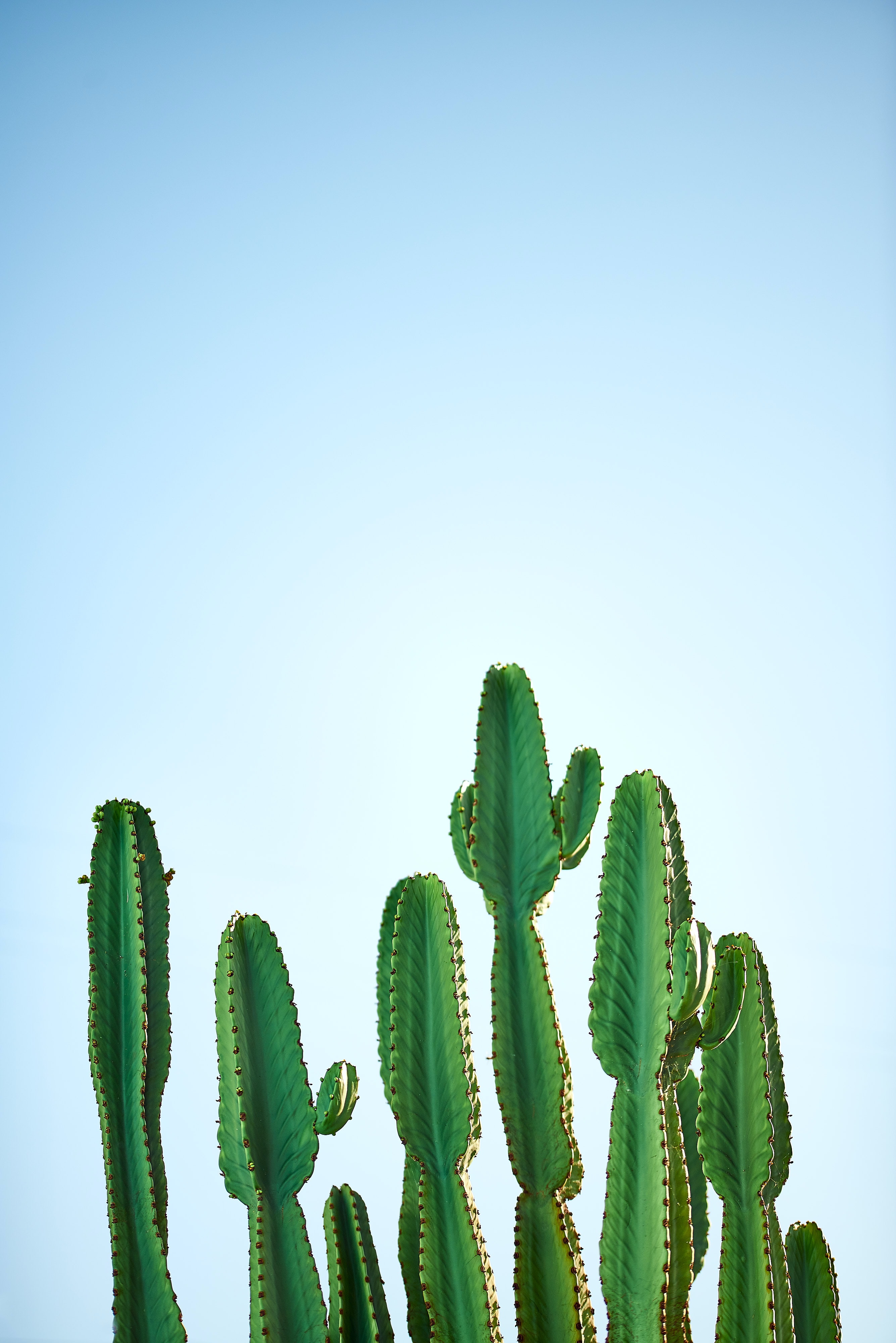 focus, nature, sky, plant, cactus, thorns, prickles download HD wallpaper