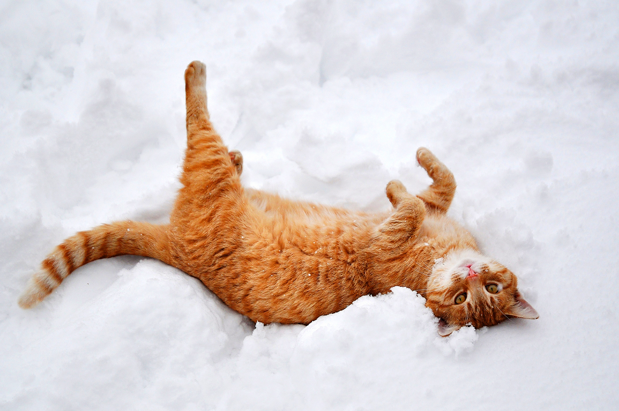 Download mobile wallpaper Cat, Animals, Winter, Nature, Snow, Lies, Redhead, Paws for free.