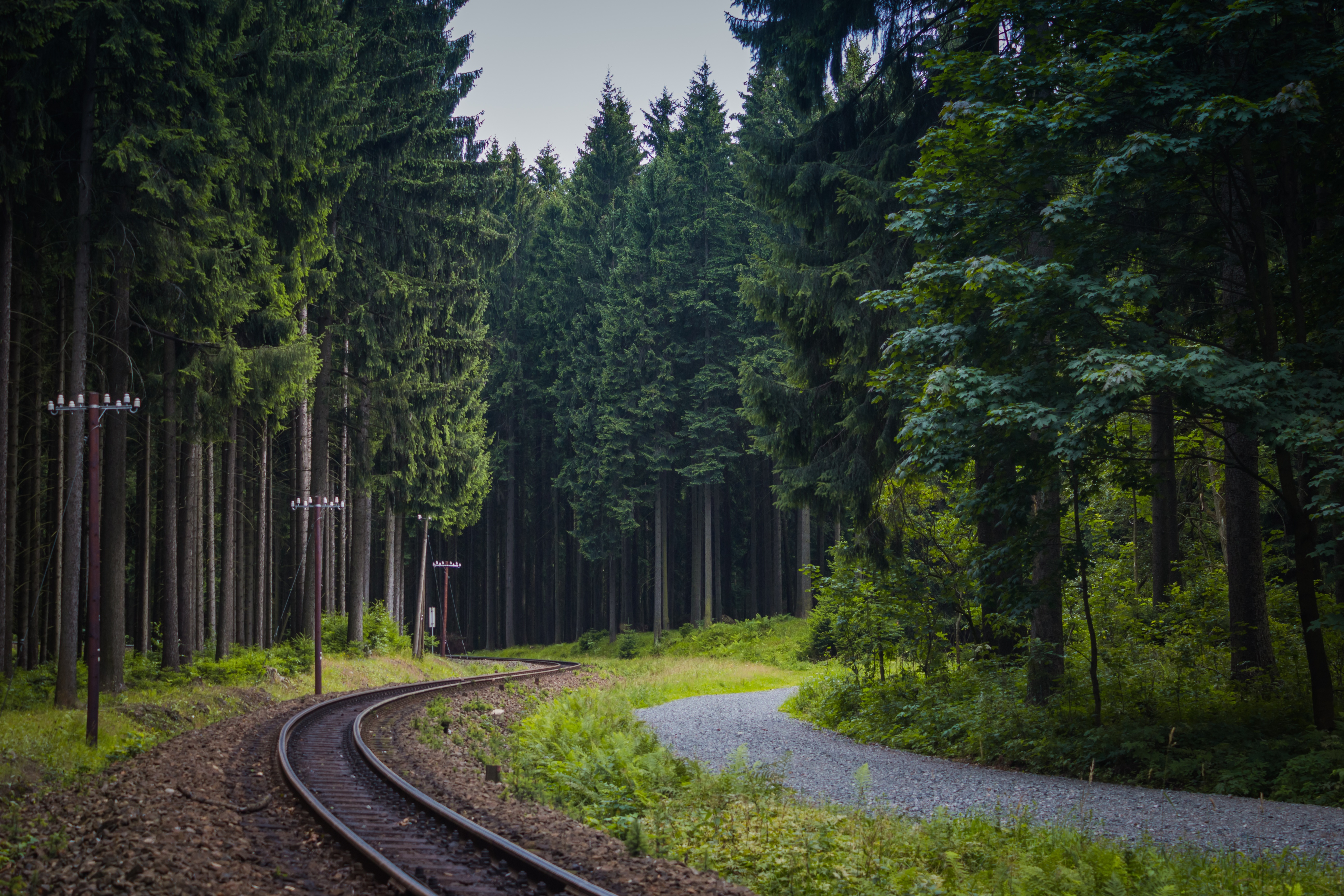 railway, nature, trees, forest 32K