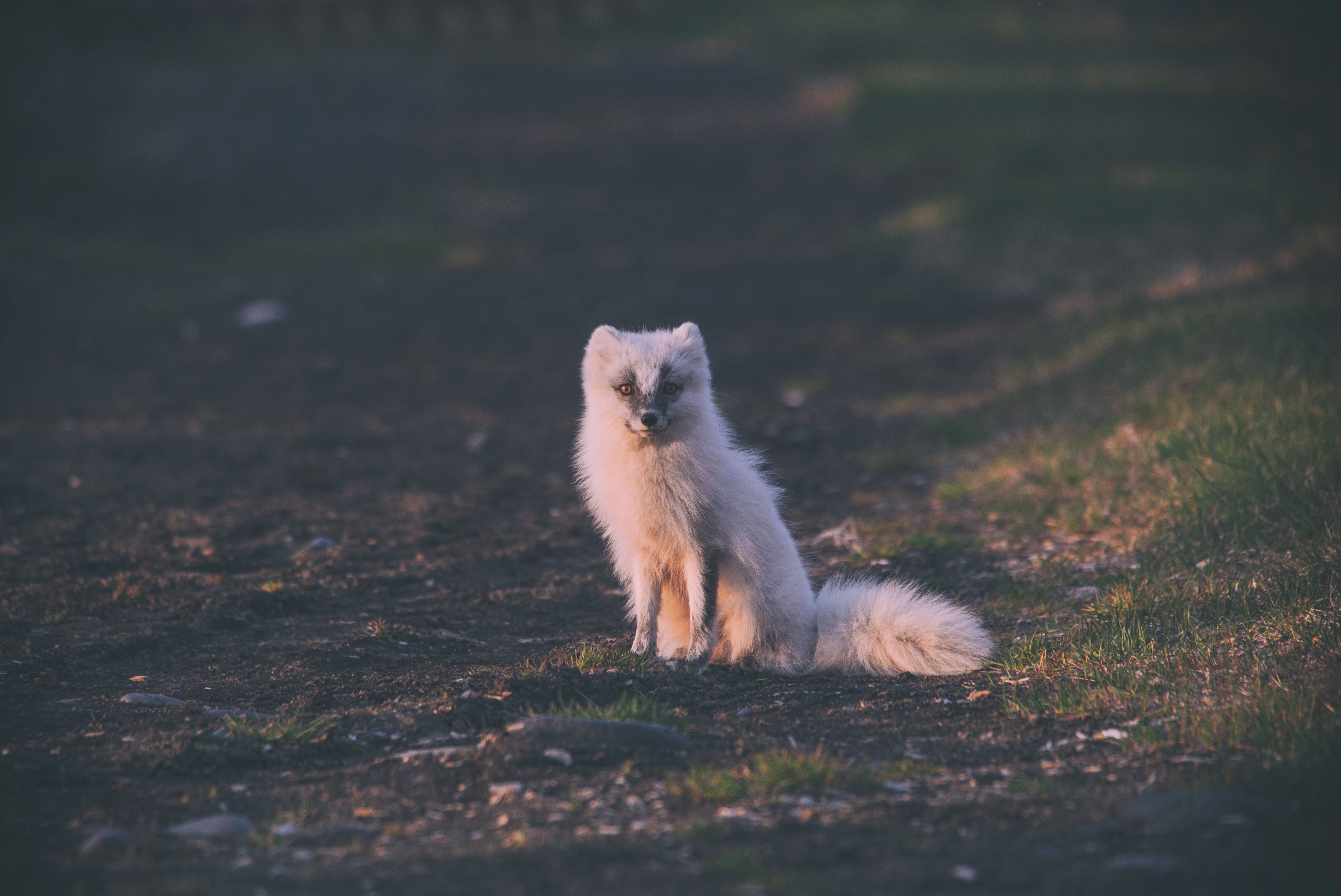 81562 Screensavers and Wallpapers Is Sitting for phone. Download animals, is sitting, sits, arctic fox pictures for free