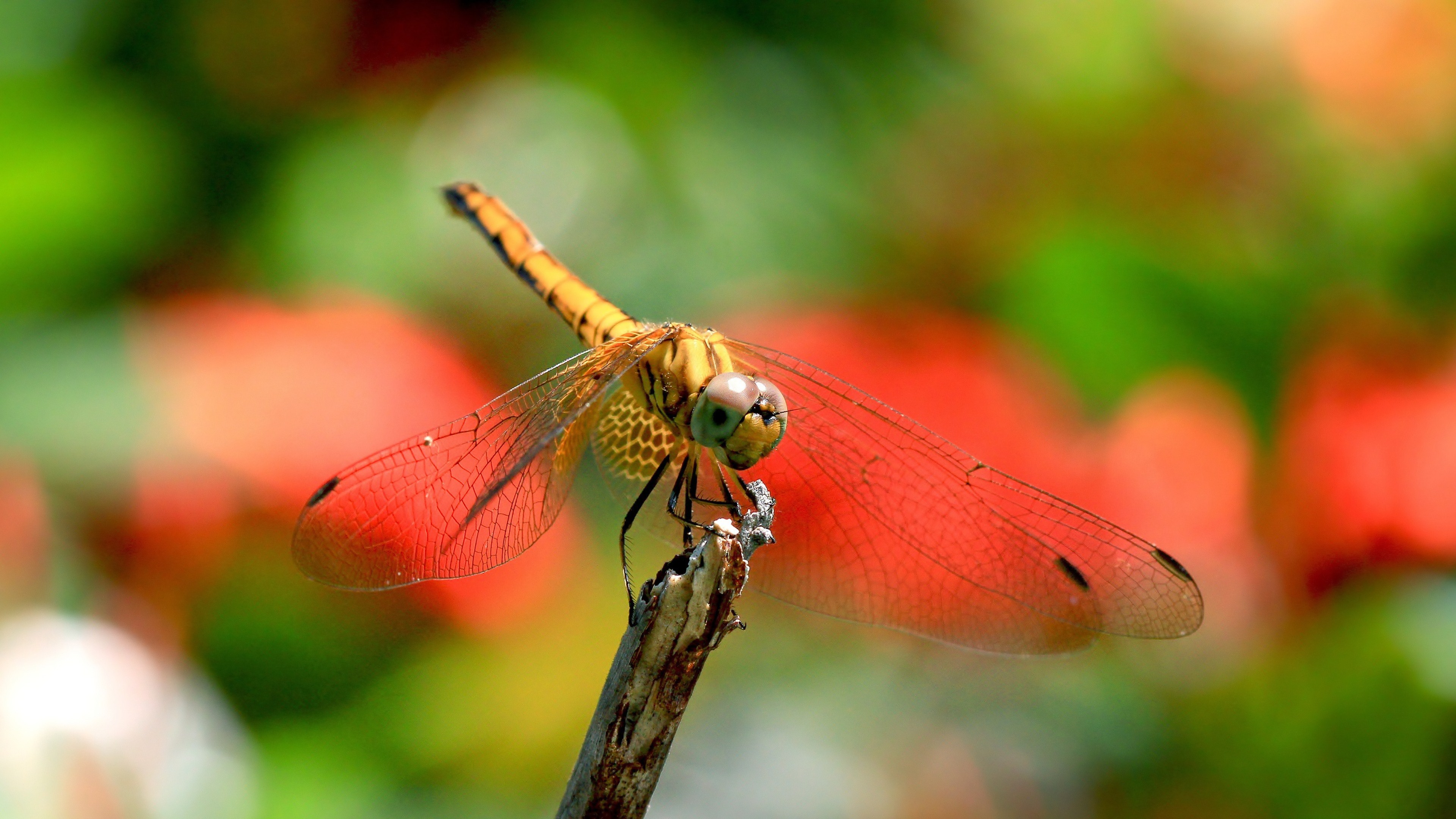 Free HD dragonfly, animal, insects