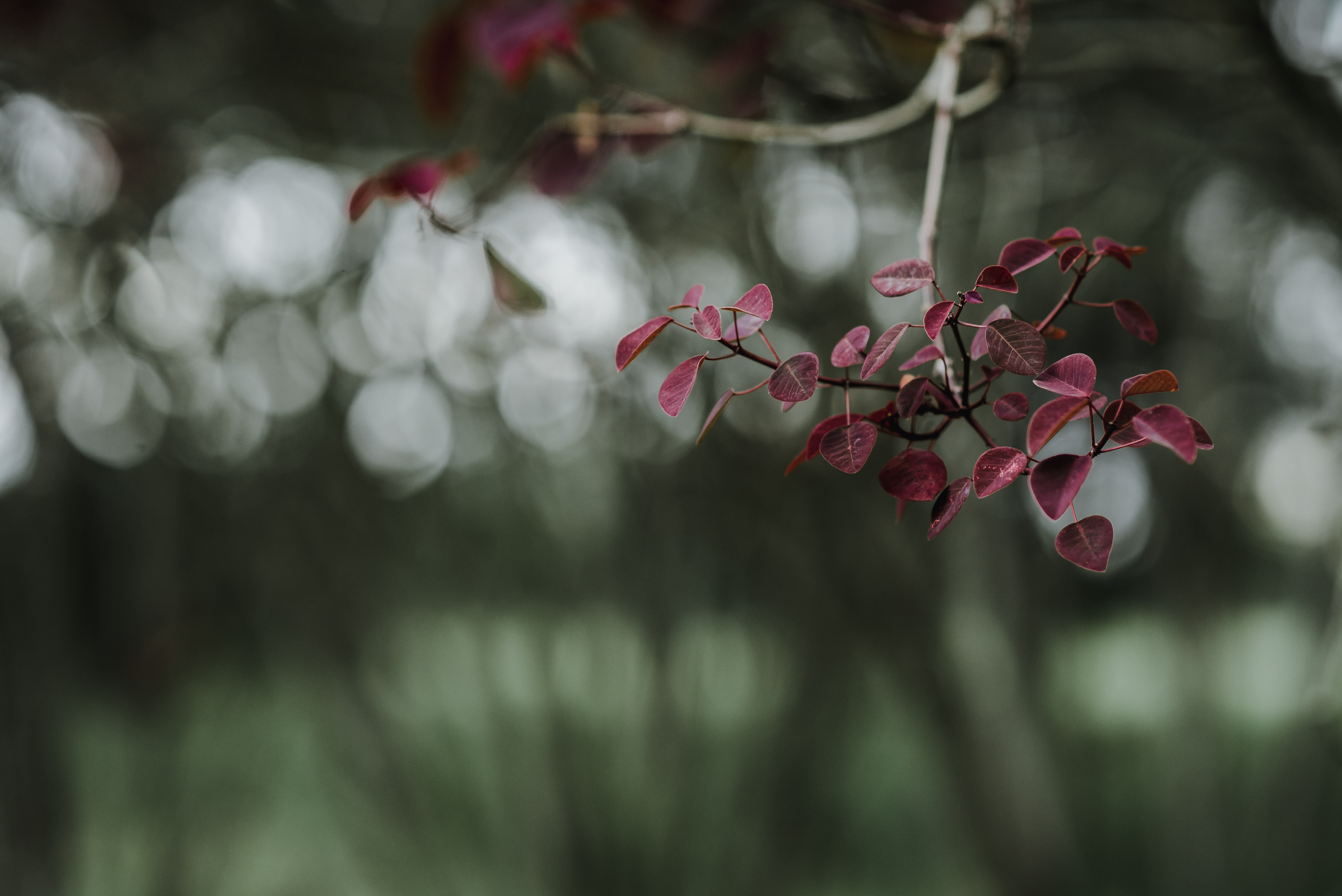 Widescreen image branch, macro, smooth, leaves
