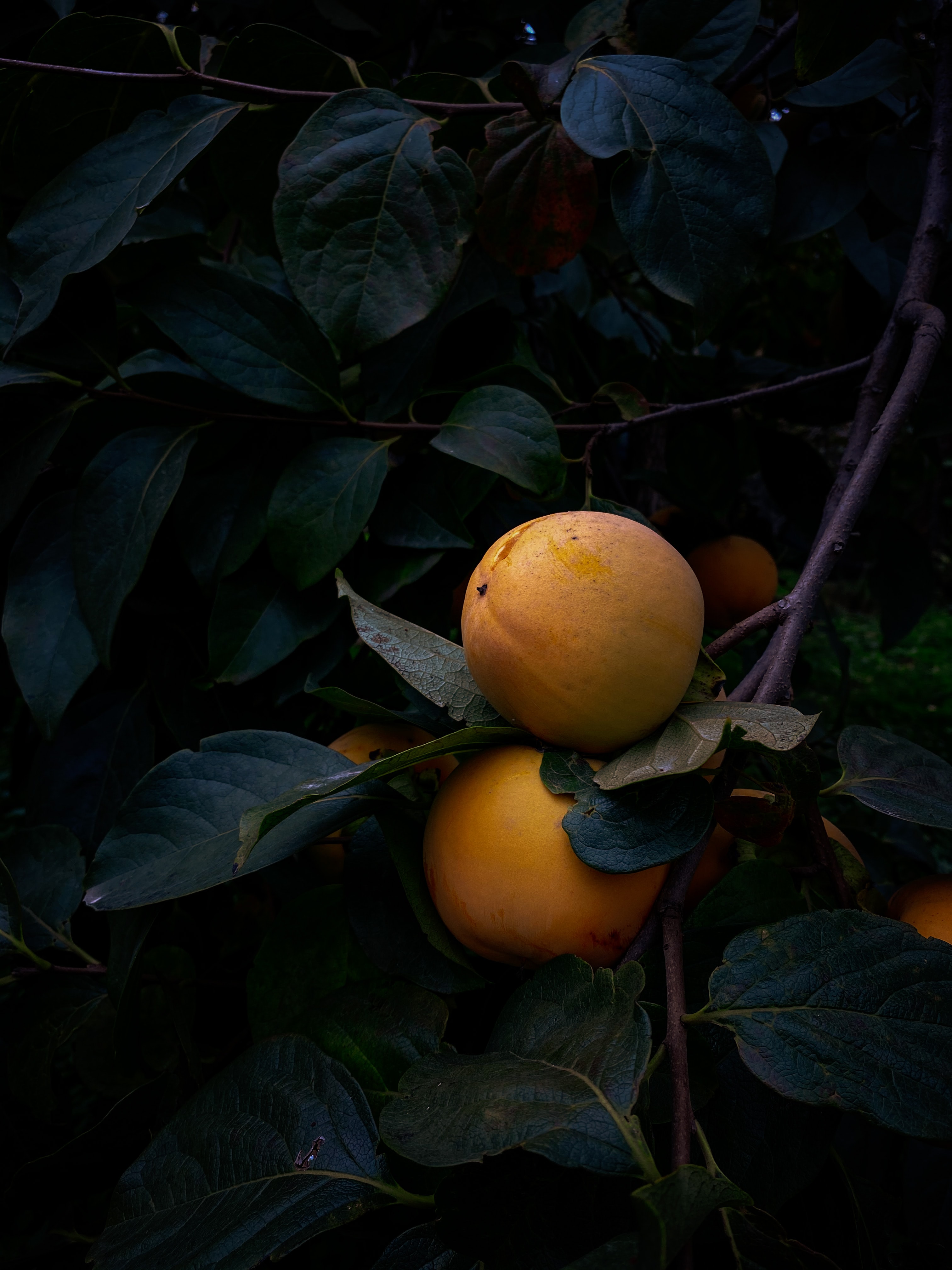 branch, leaves, quince, fruit, macro, yellow High Definition image