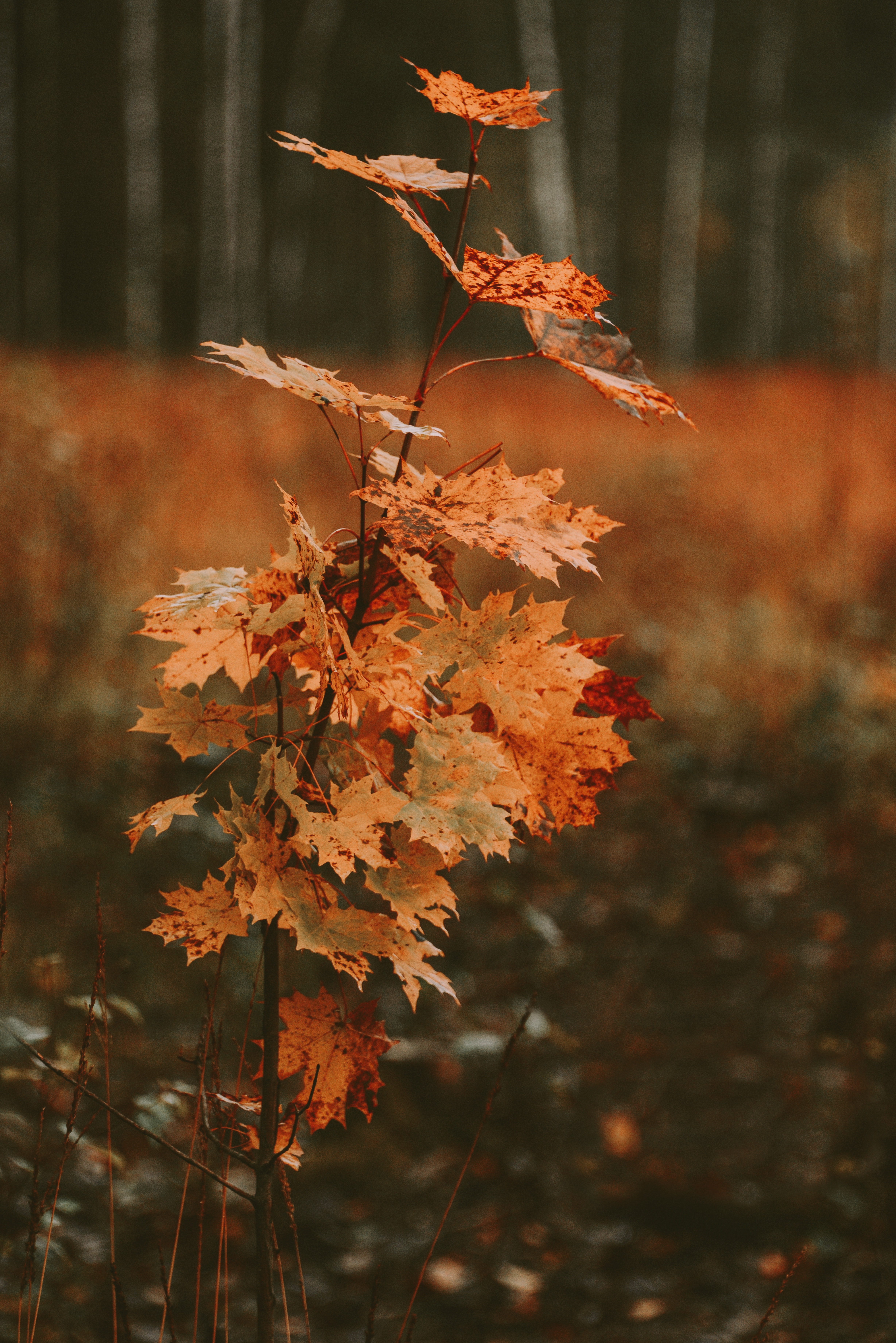 Phone Background tree, wood, leaves, autumn