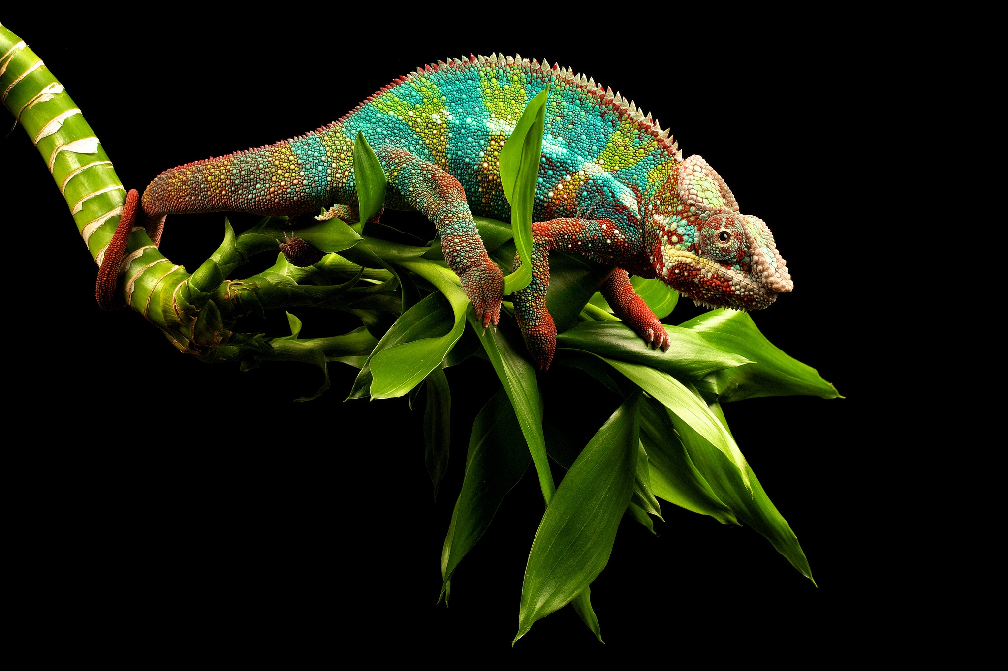 animals, branches, reptile, chameleon QHD