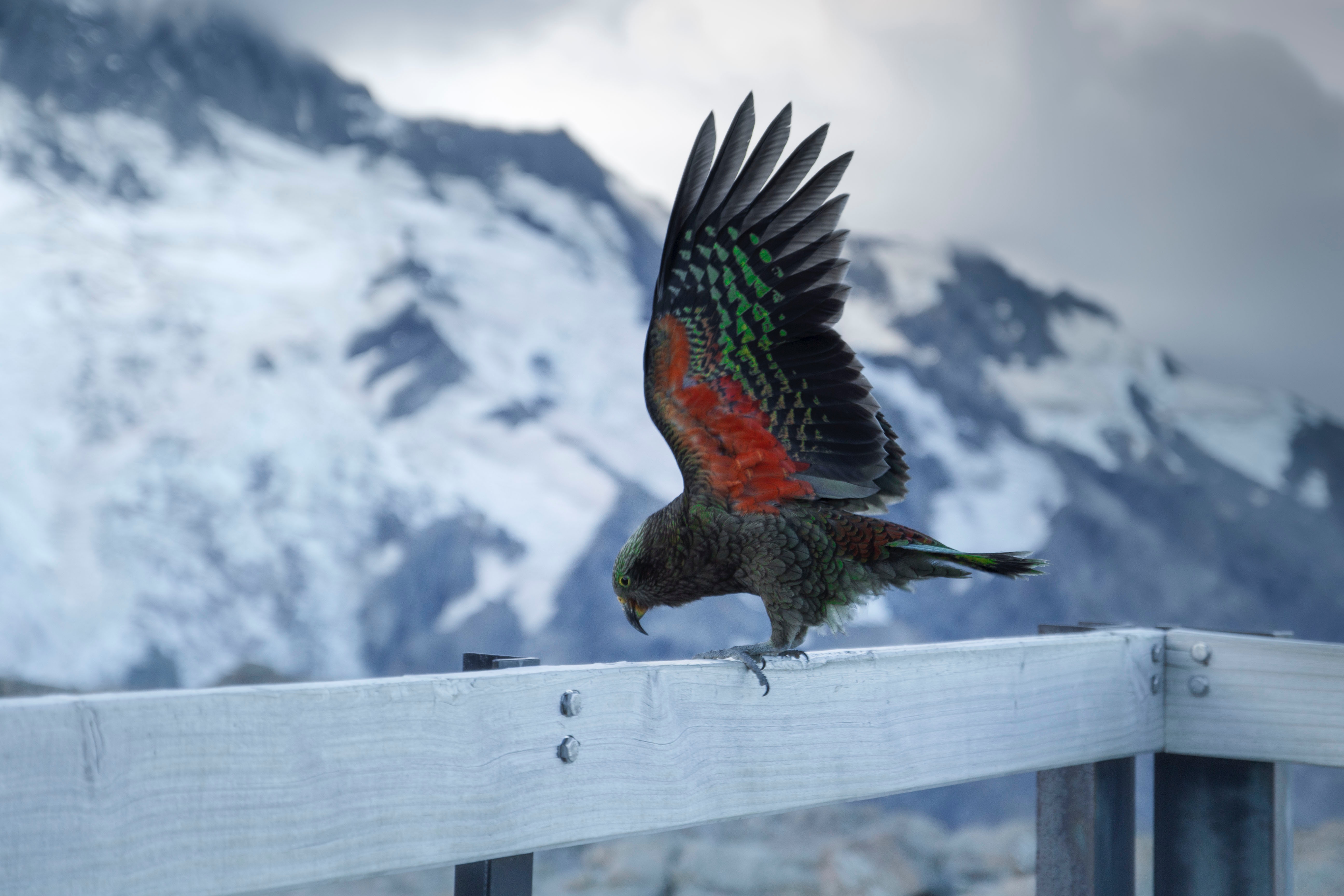 kea, alpine parrot, sweep, animals Cell Phone Image