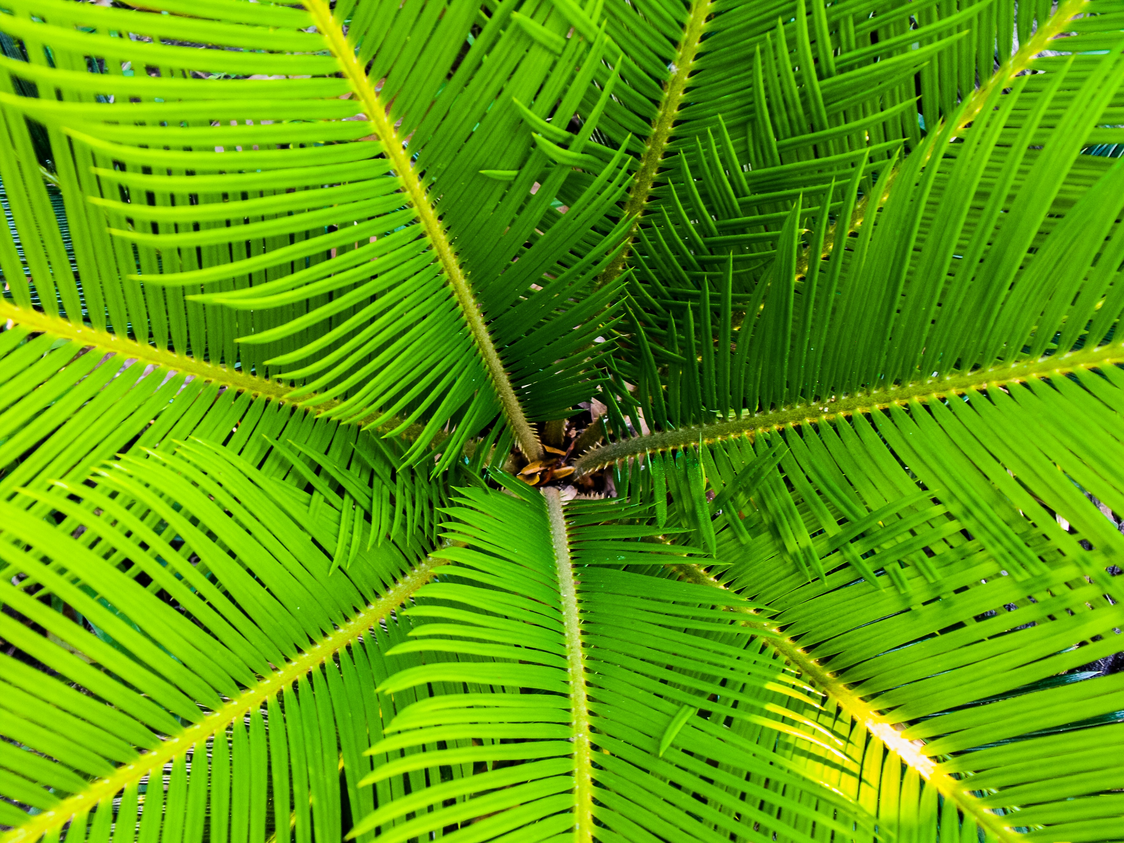 101447 Screensavers and Wallpapers Palm for phone. Download nature, leaves, palm, branches pictures for free
