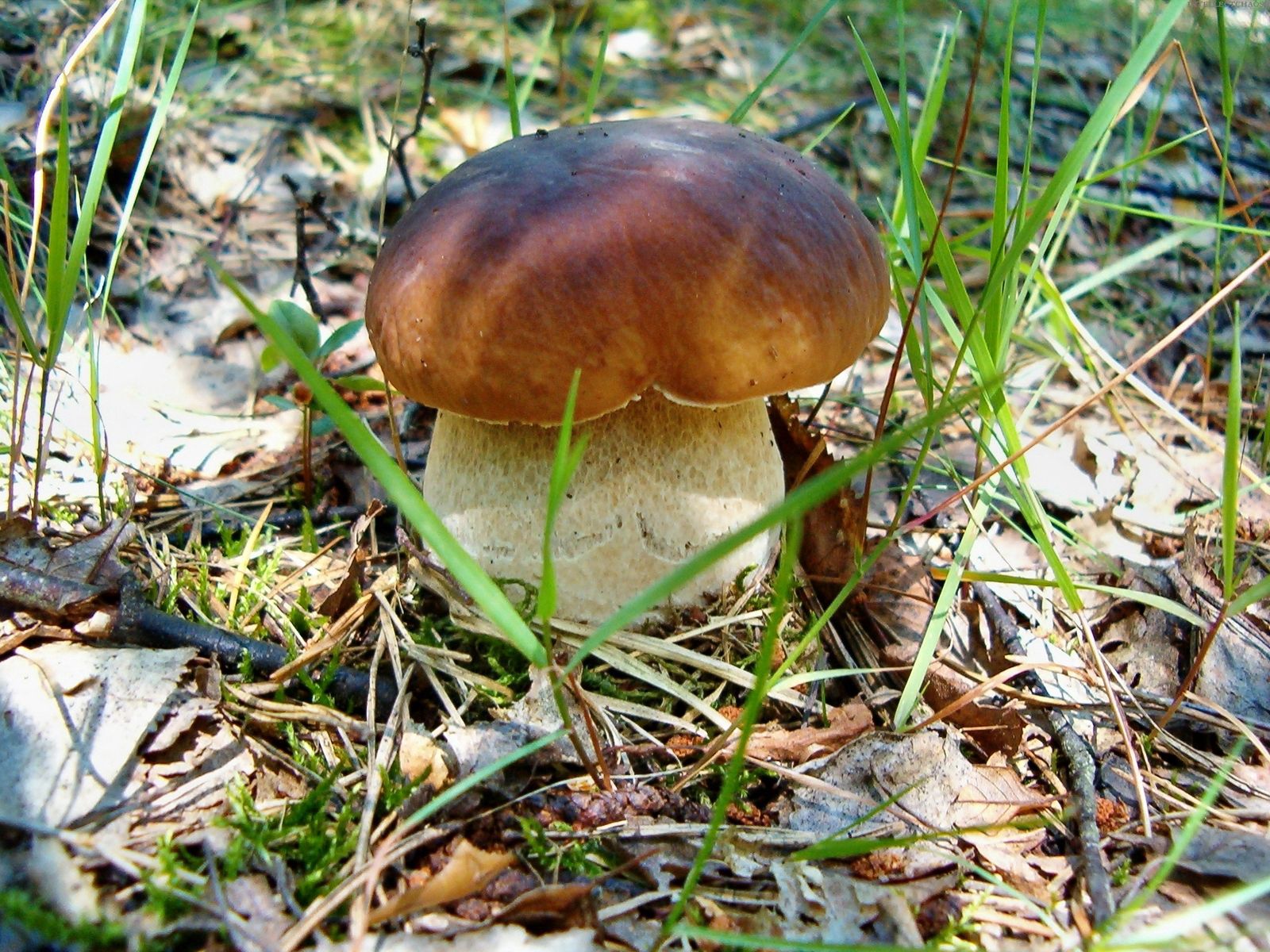 Earth grass, land, leaves, white mushroom Free Stock Photos