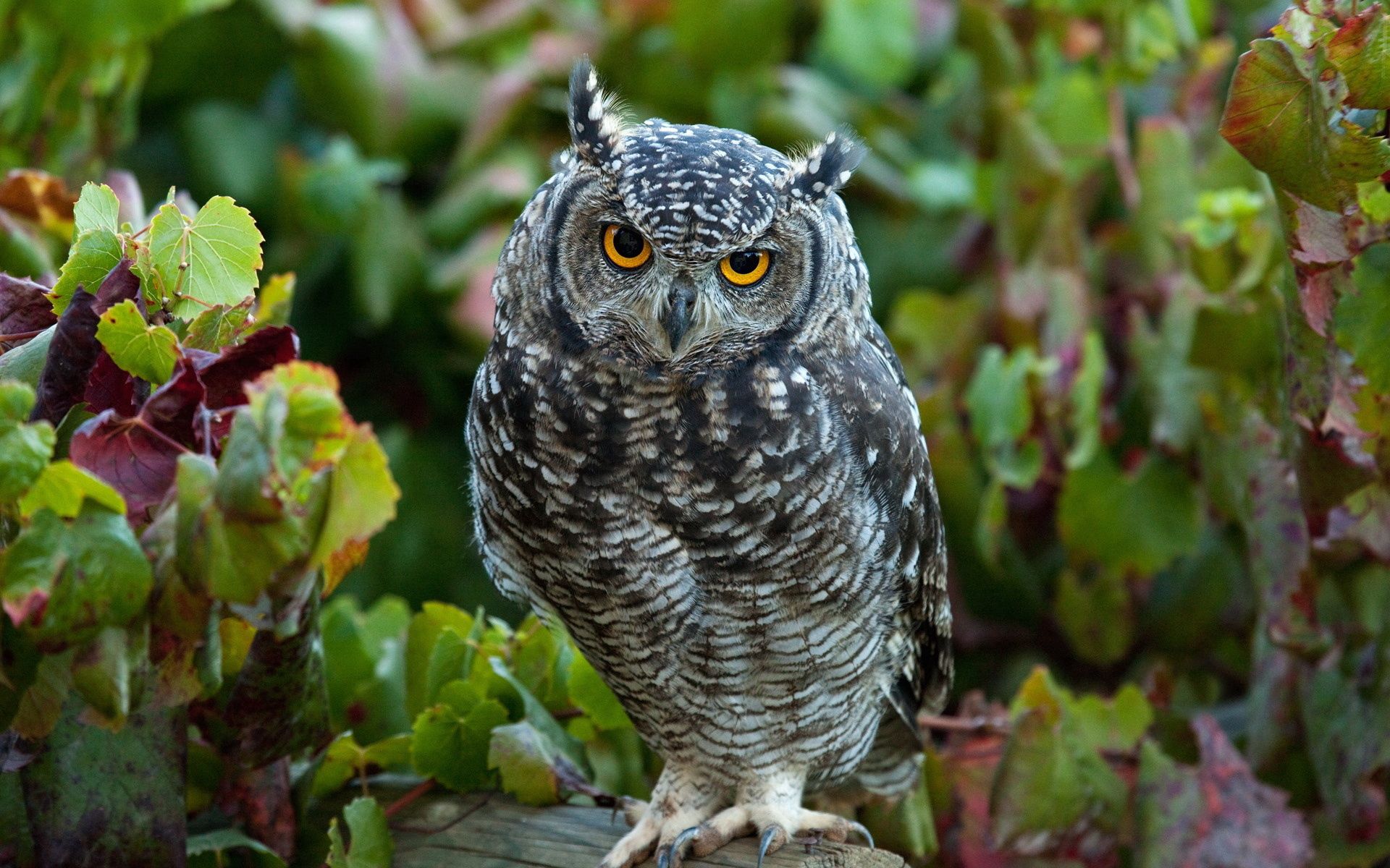 owl, animals, grass, leaves, bird, predator cellphone