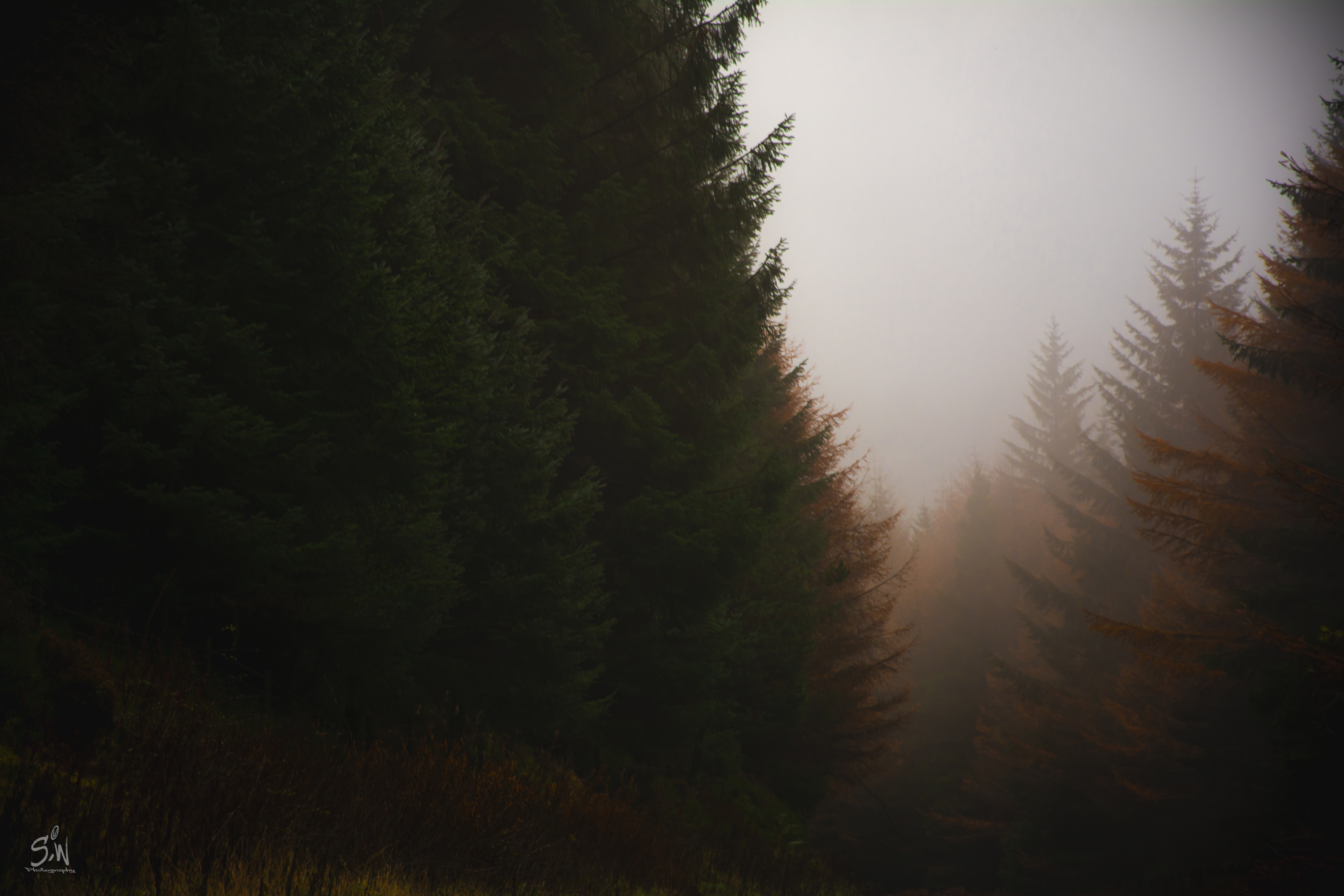 56554 Hintergrundbild herunterladen natur, bäume, herbst, nadel, wald, nebel, nadelholz - Bildschirmschoner und Bilder kostenlos