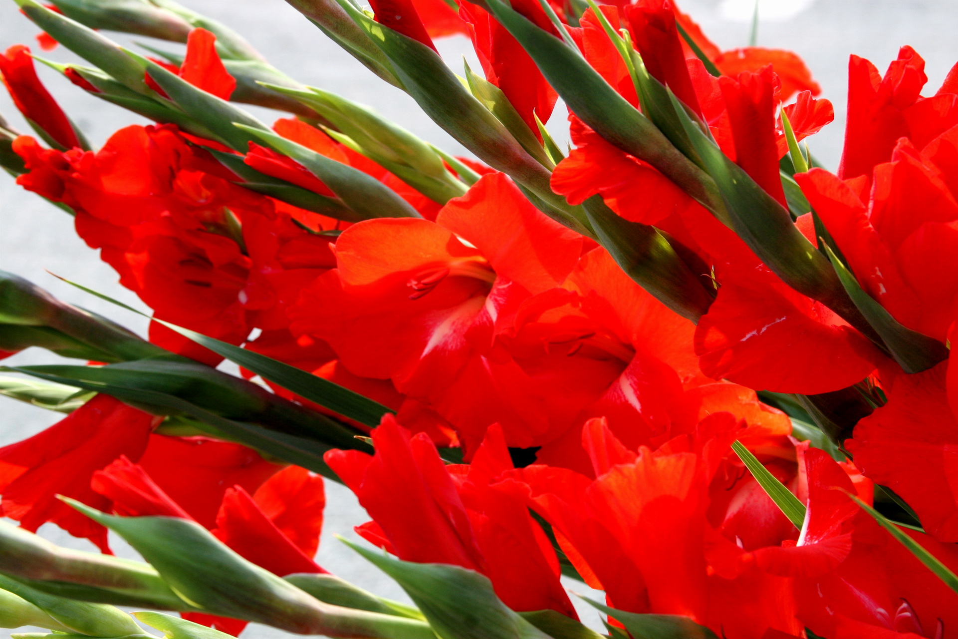 earth, gladiolus, flower, red flower, flowers