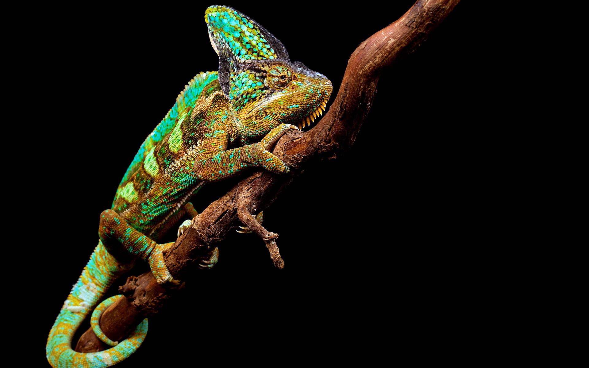 Laden Sie das Tiere, Ast, Zweig, Reptil, Reptile, Chamäleon-Bild kostenlos auf Ihren PC-Desktop herunter