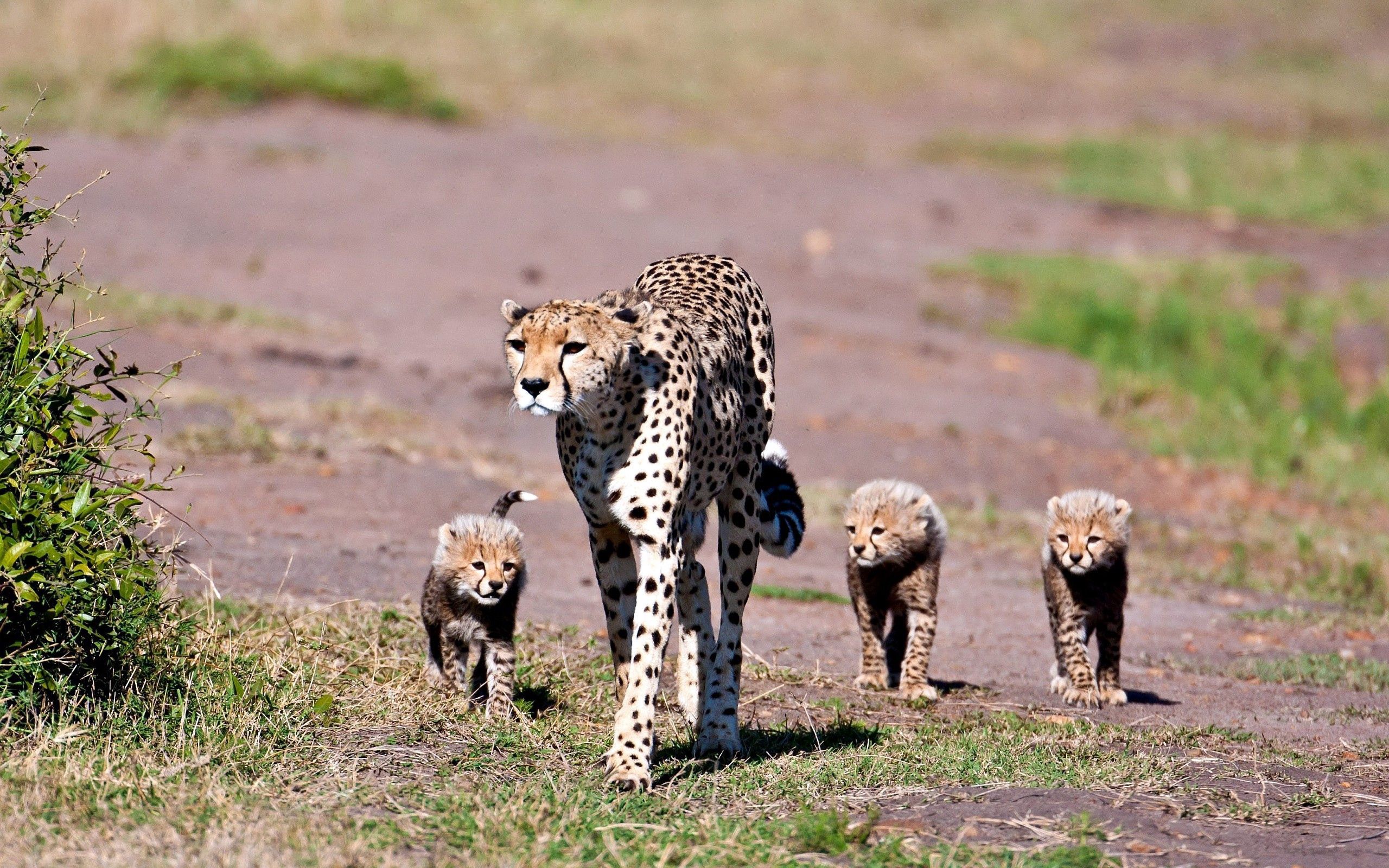 animals, leopards, stroll, family cell phone wallpapers