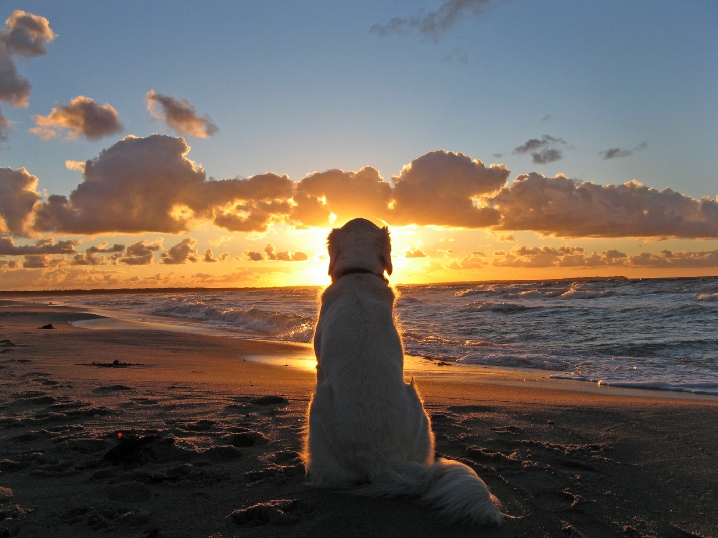 24775 скачать обои собаки, животные, пейзаж, море, солнце, пляж - заставки и картинки бесплатно