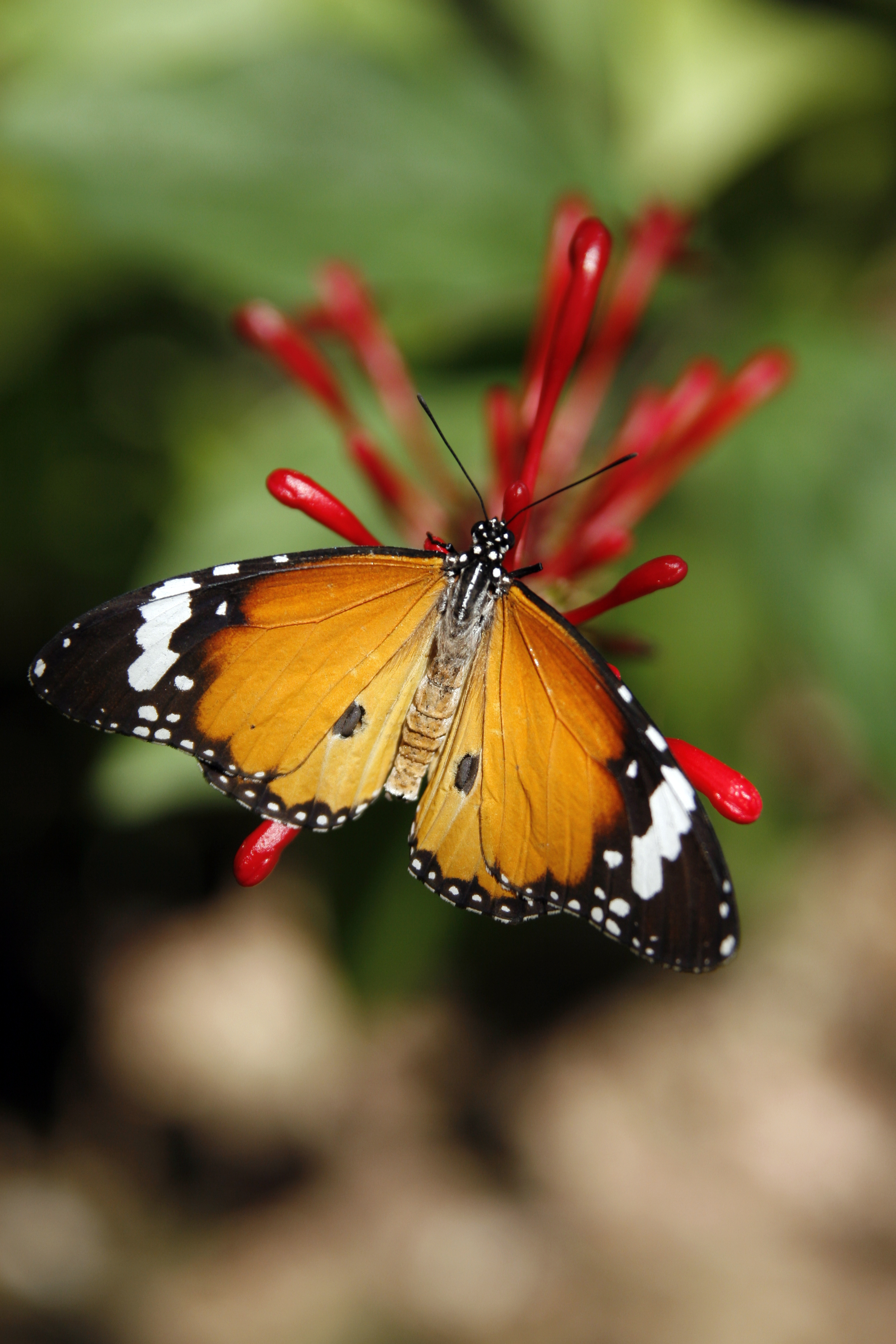 Laden Sie das Blume, Tiere, Muster, Schmetterling, Flügel, Monarchfalter, Schmetterling Monarch-Bild kostenlos auf Ihren PC-Desktop herunter
