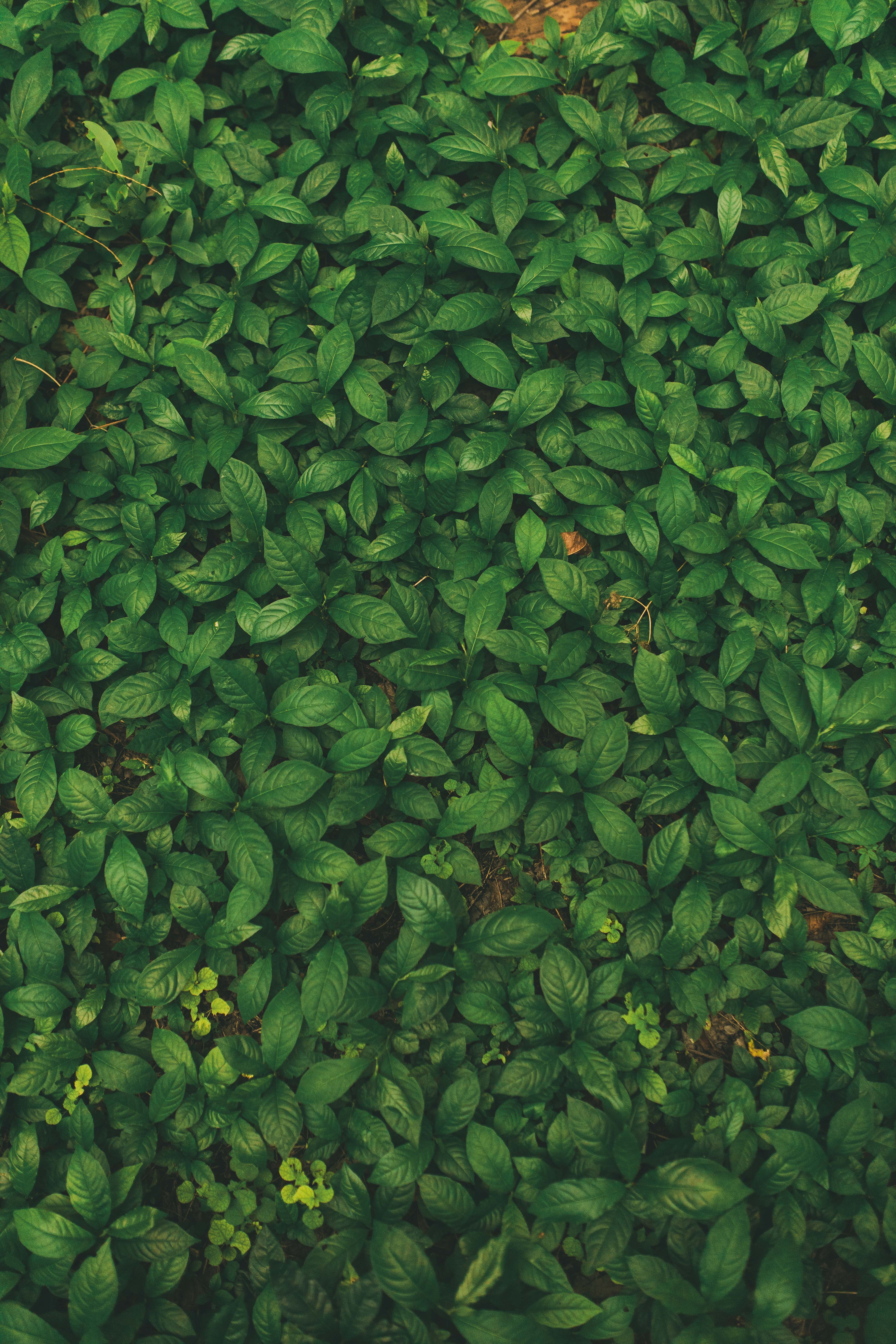 leaves, nature, grass, plant, veins phone background