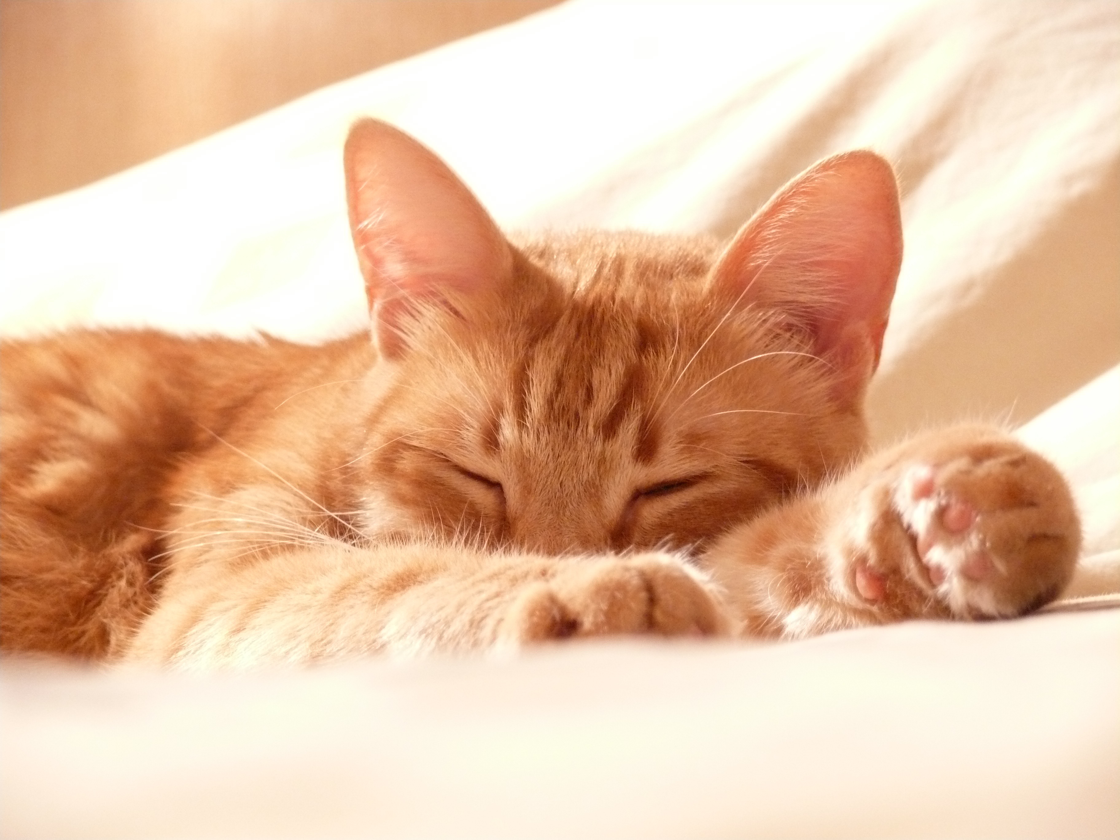 64568 download wallpaper cat, animals, muzzle, sleep, dream, paws screensavers and pictures for free