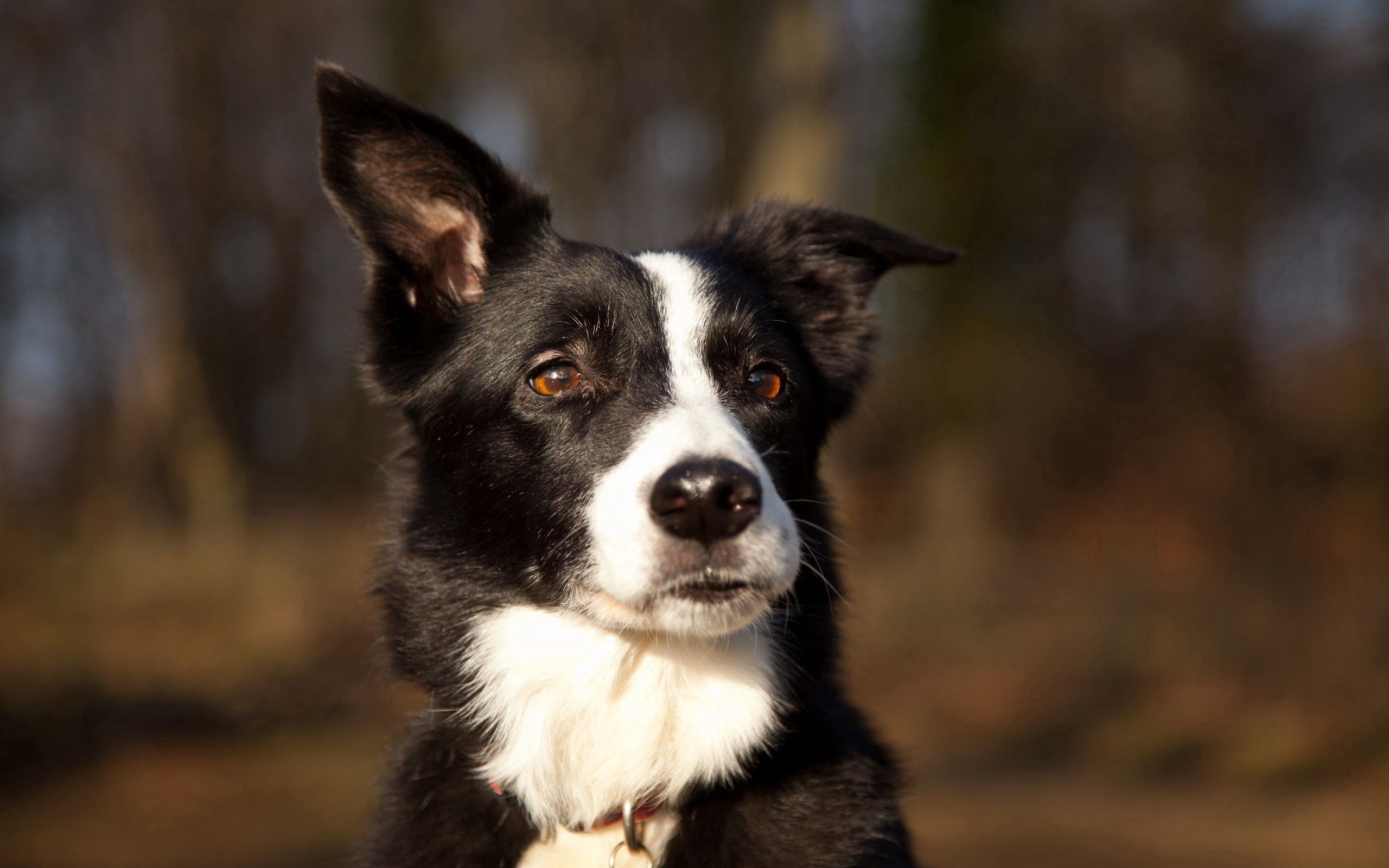 muzzle, dog, astonishment, ears Free Pure 4K Ultra