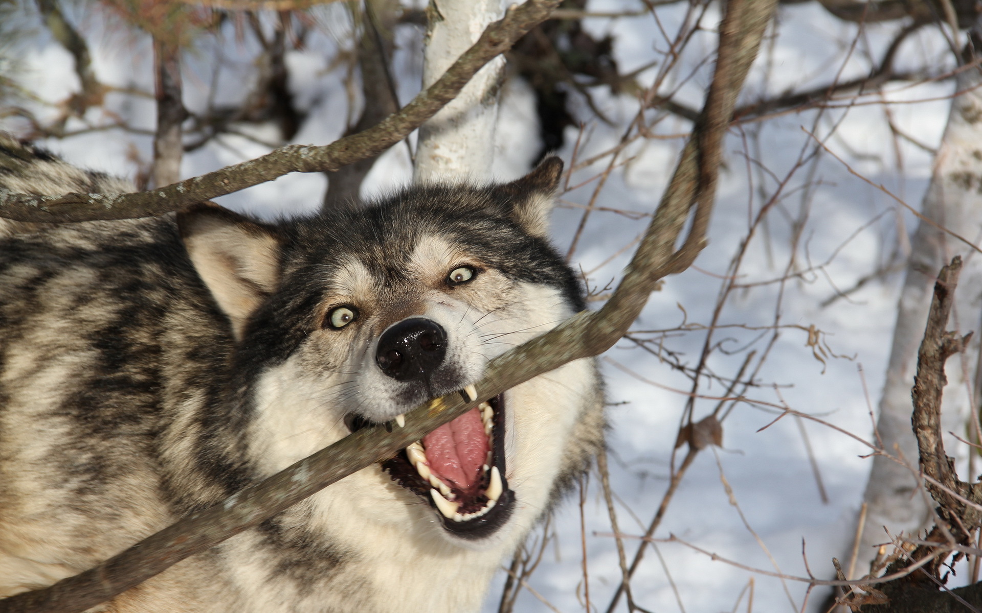 Чехословацкий влчак зубы