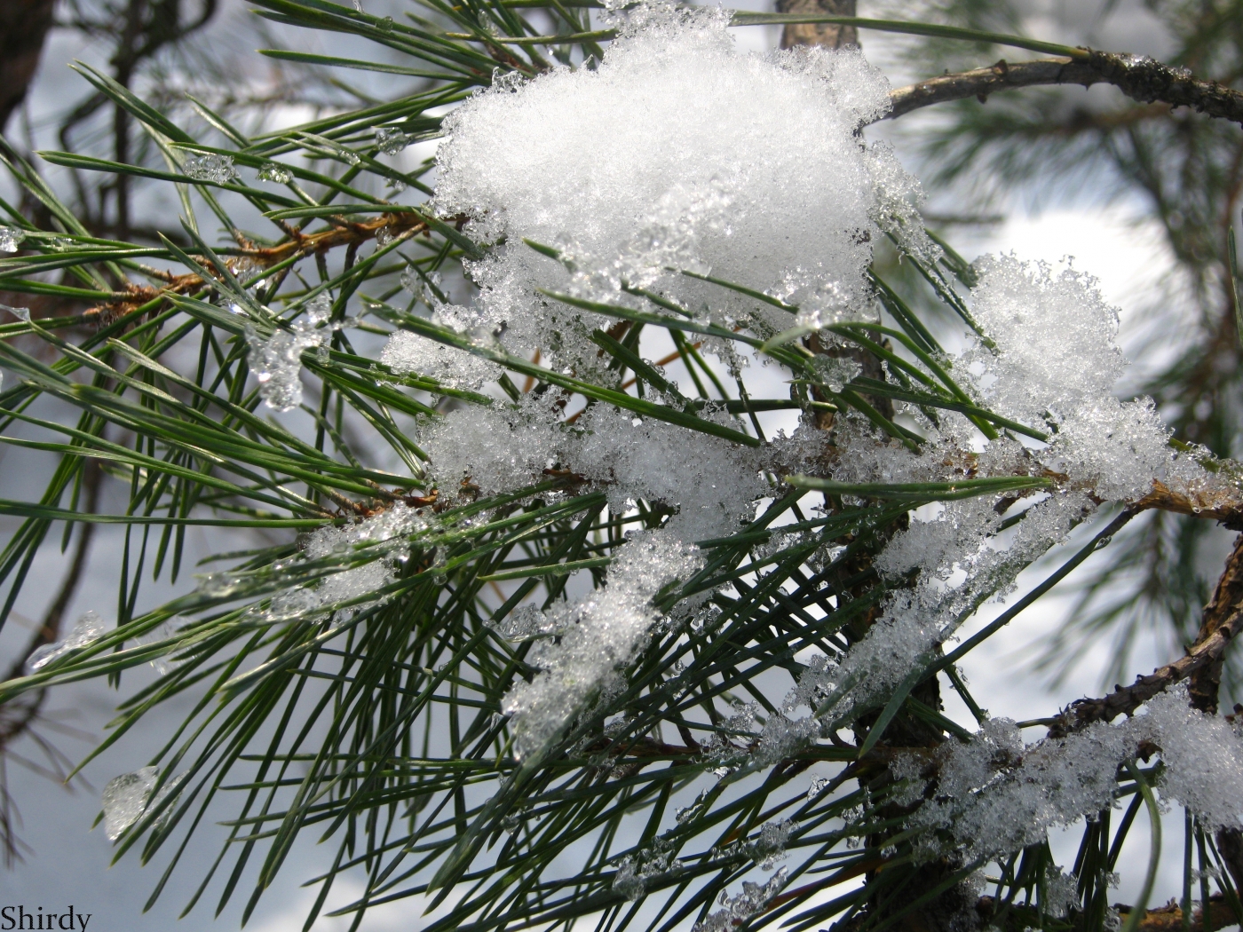 plants, pine, snow