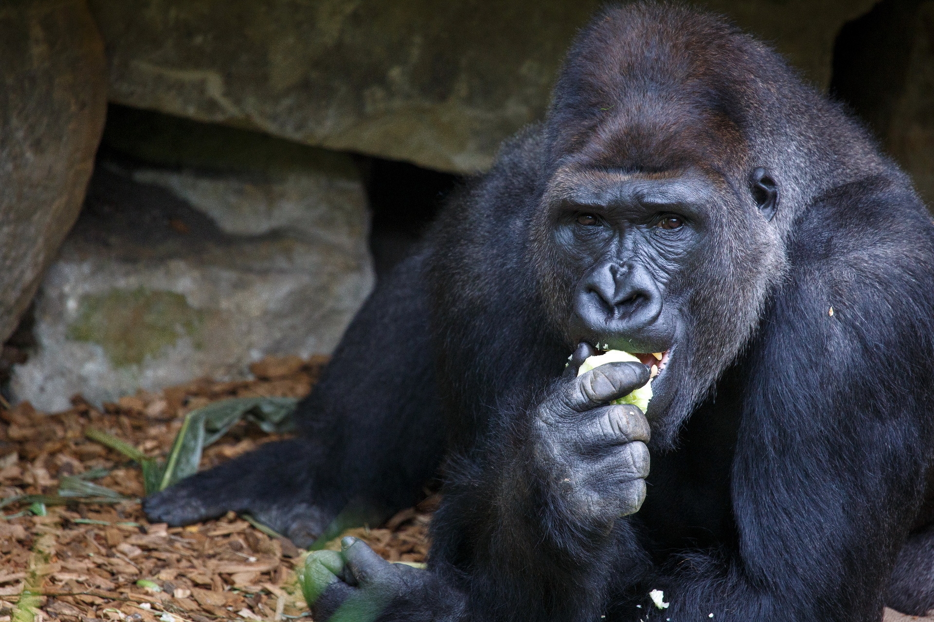 116581 Bild herunterladen tiere, lebensmittel, sitzen, schnauze, gorilla - Hintergrundbilder und Bildschirmschoner kostenlos