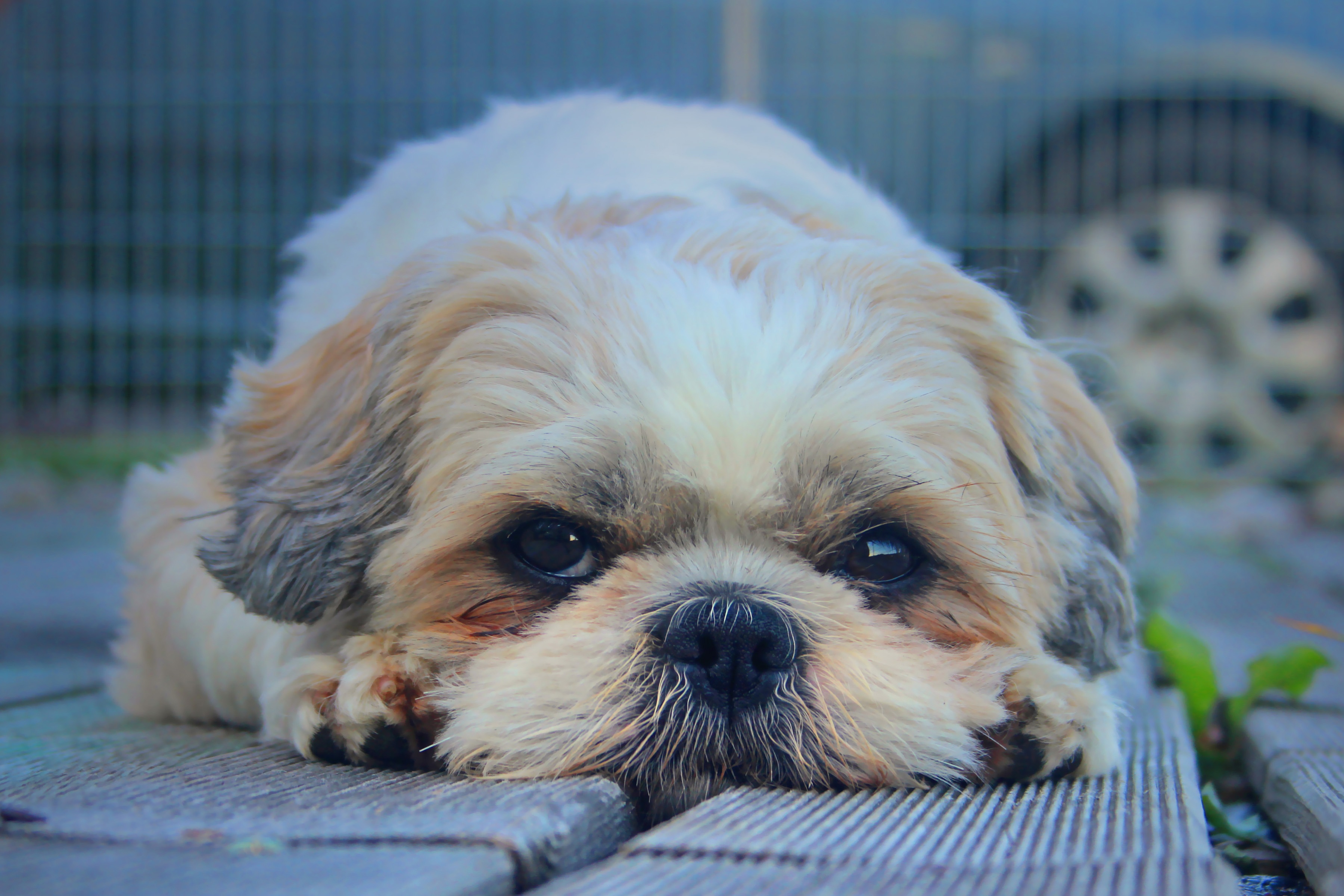 134419 download wallpaper animals, fluffy, dog, muzzle, sight, opinion, shih tzu screensavers and pictures for free