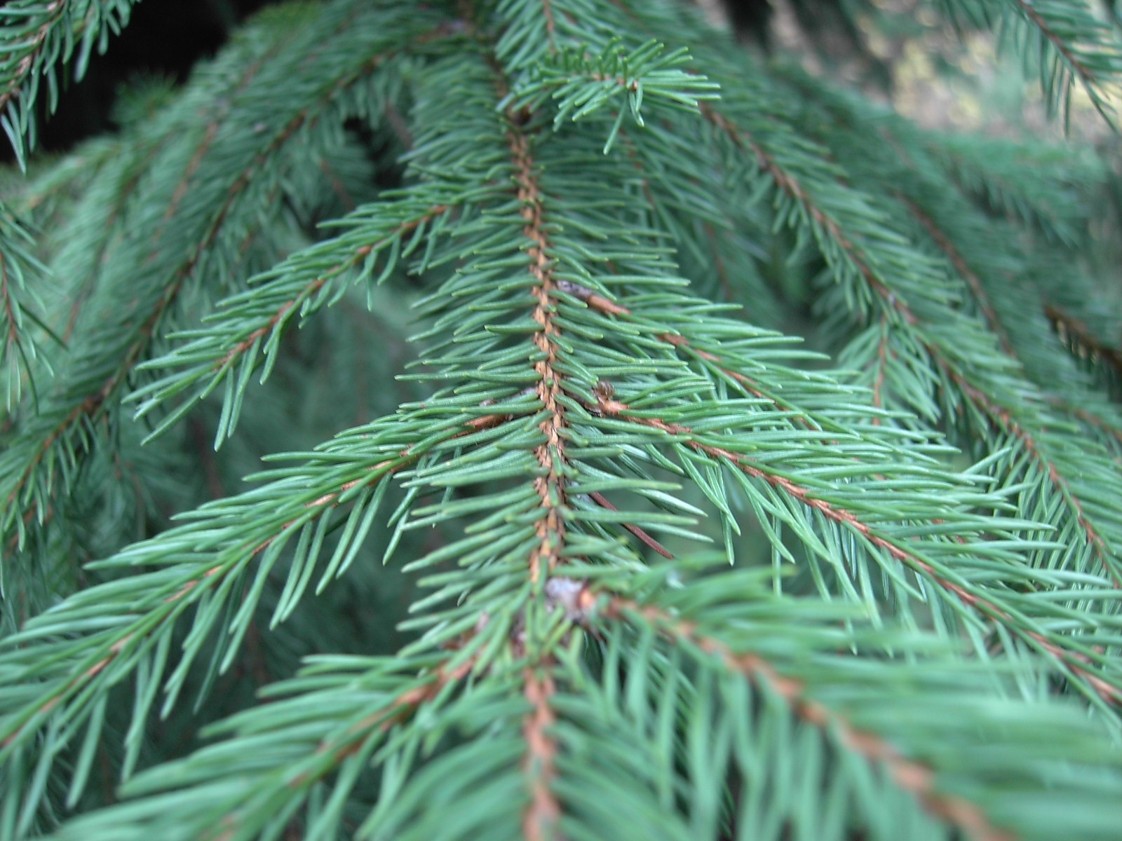 plants, needle, fir-trees, green High Definition image
