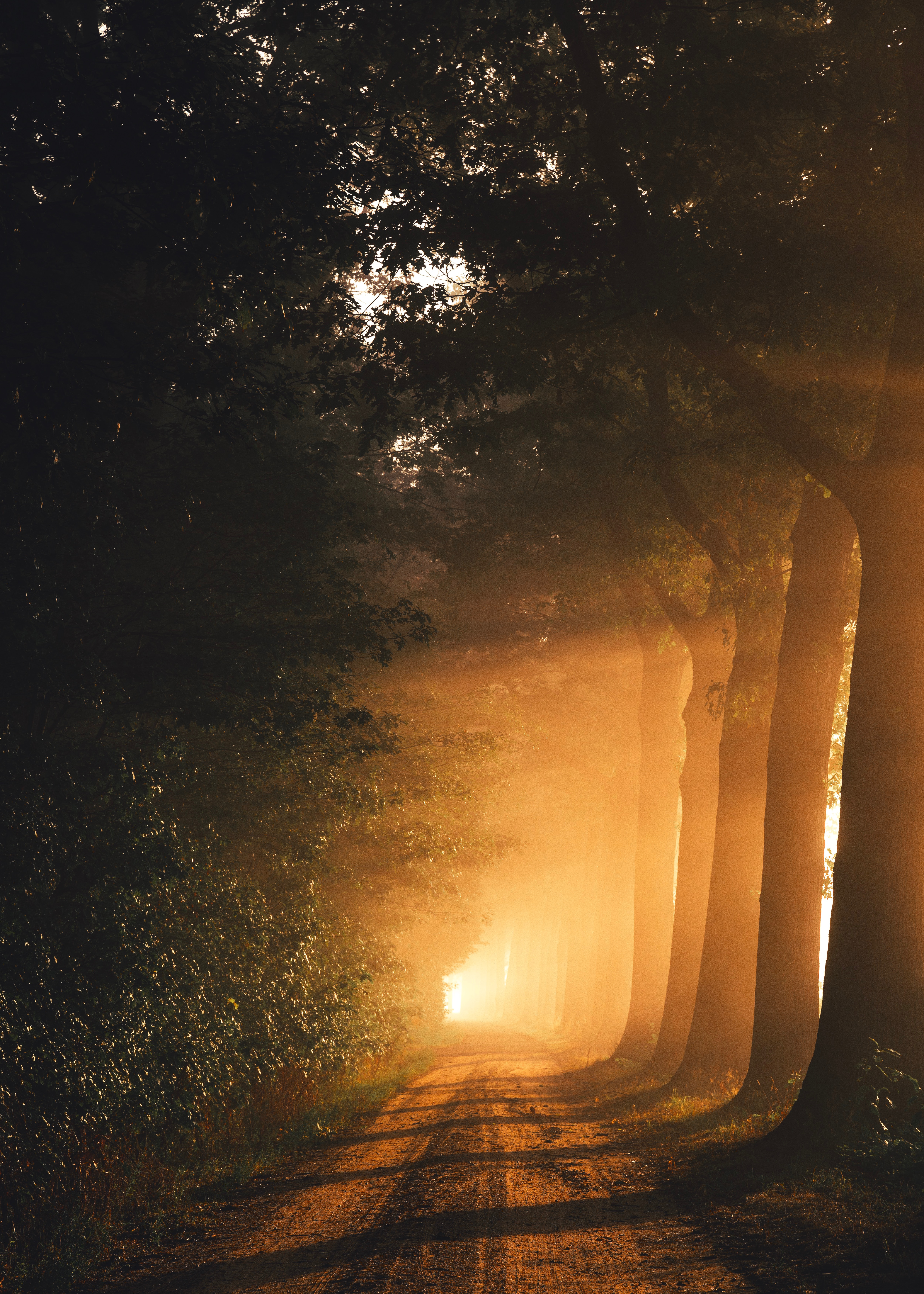 fog, sunlight, road, trees Dawn HQ Background Images