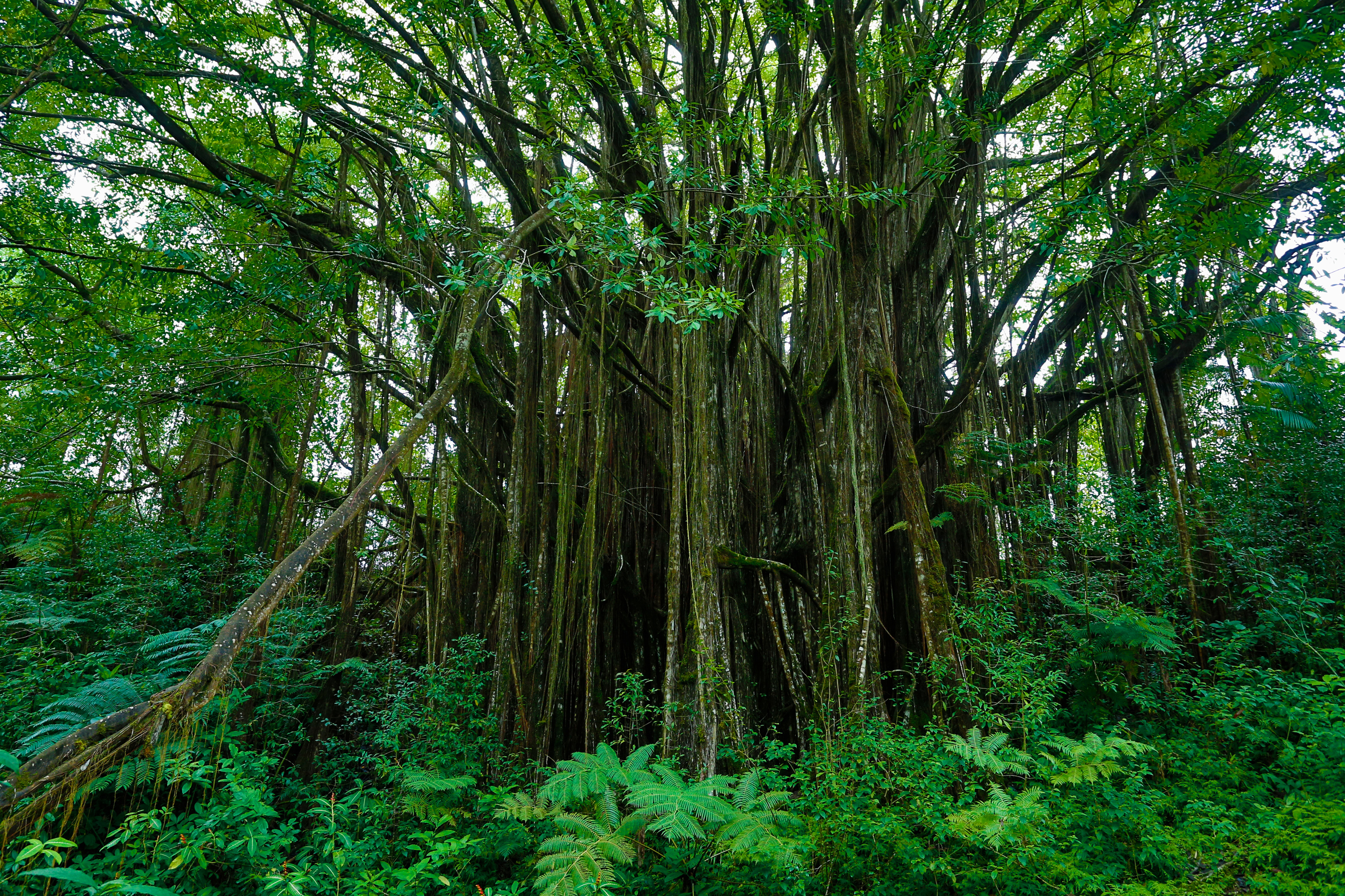 141037 Bild herunterladen natur, bäume, hawaii, botanischer garten - Hintergrundbilder und Bildschirmschoner kostenlos